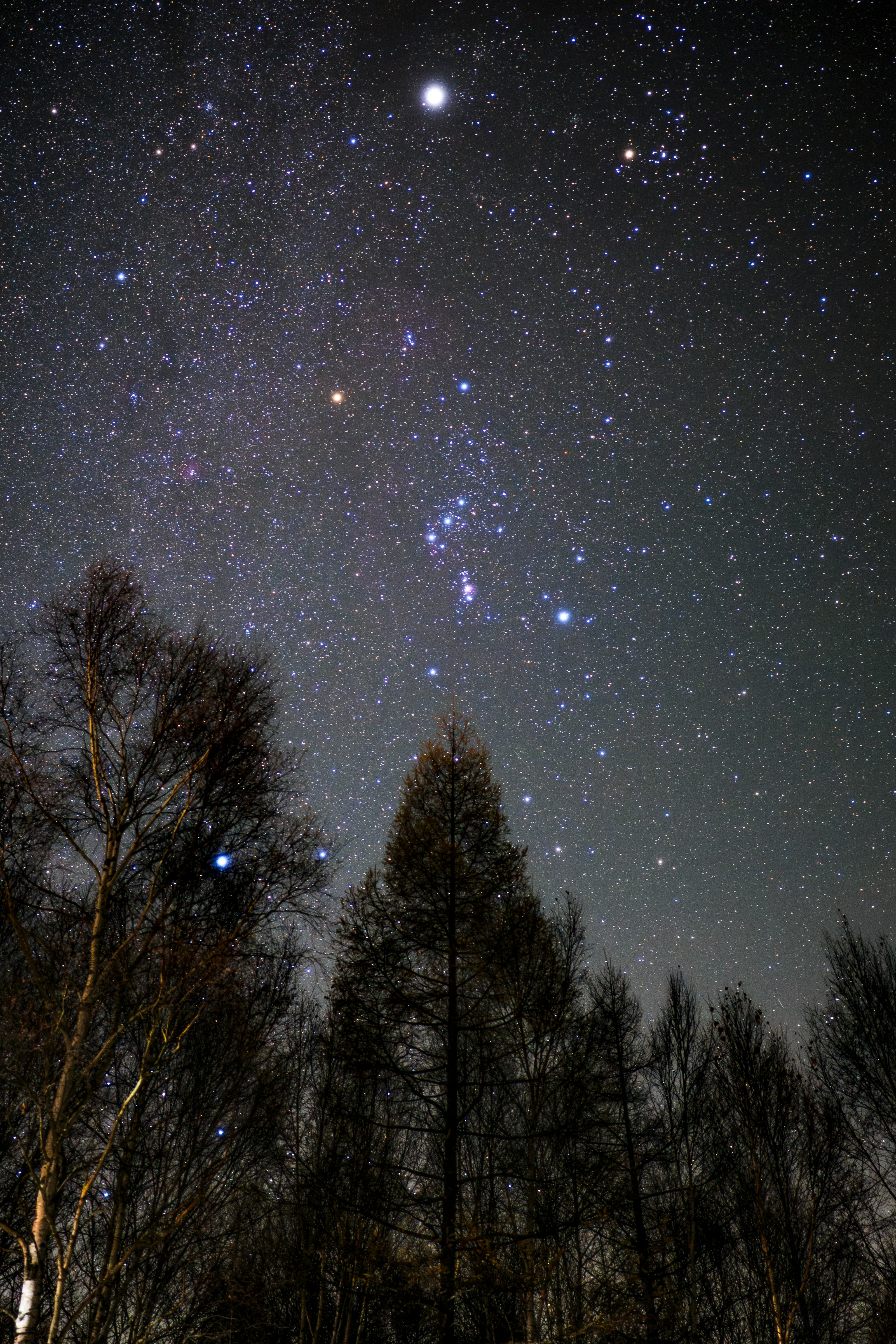 夜空に瞬く星と月明かりの森のシルエット