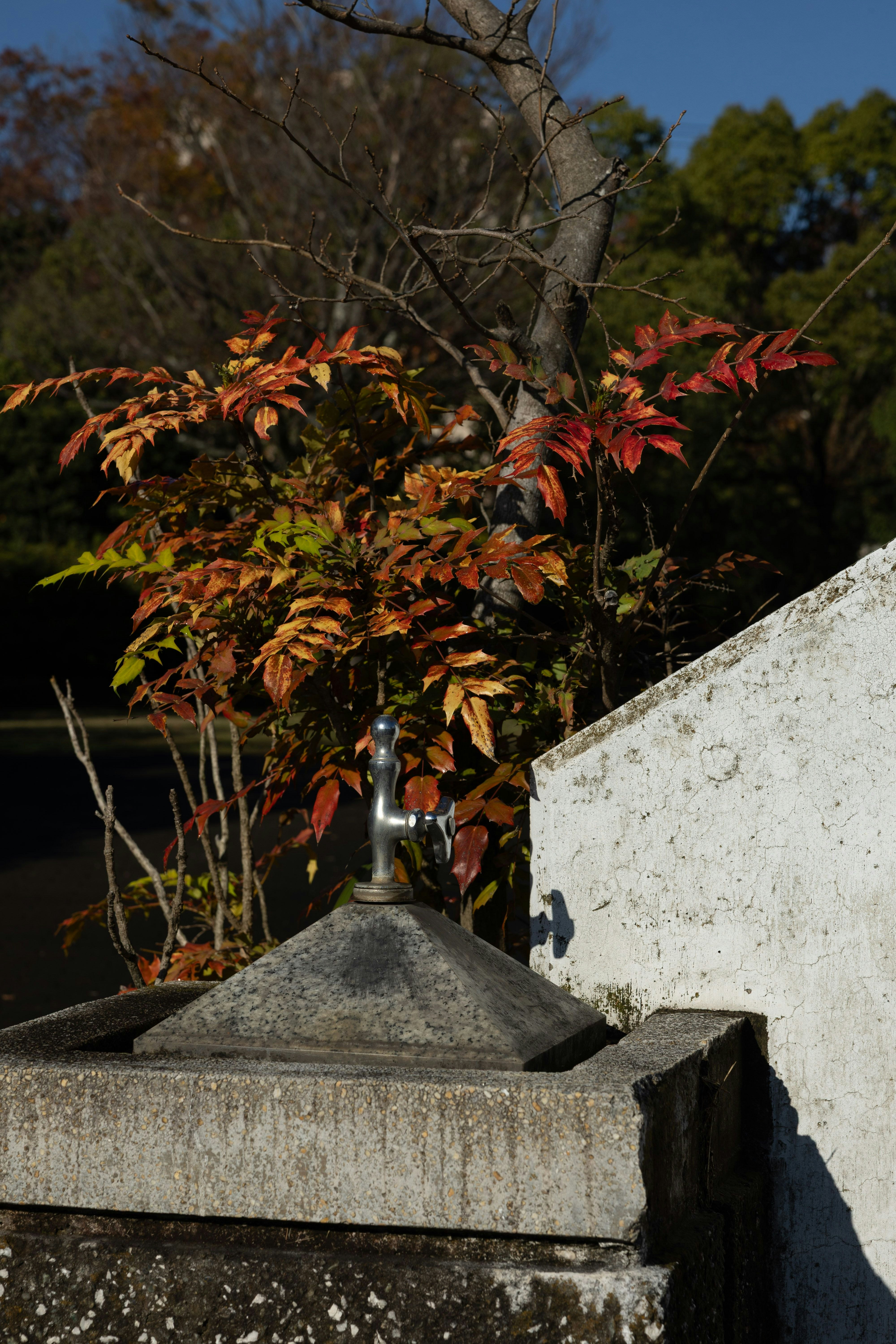 石の手水鉢と紅葉のような木々が並ぶ庭の一角
