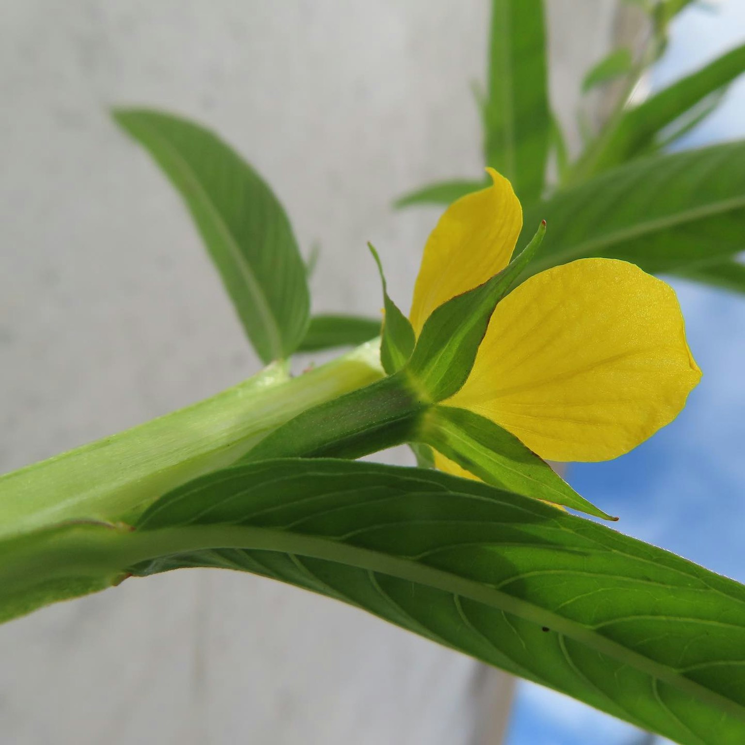 特写一株有黄色花朵和绿色叶子的植物