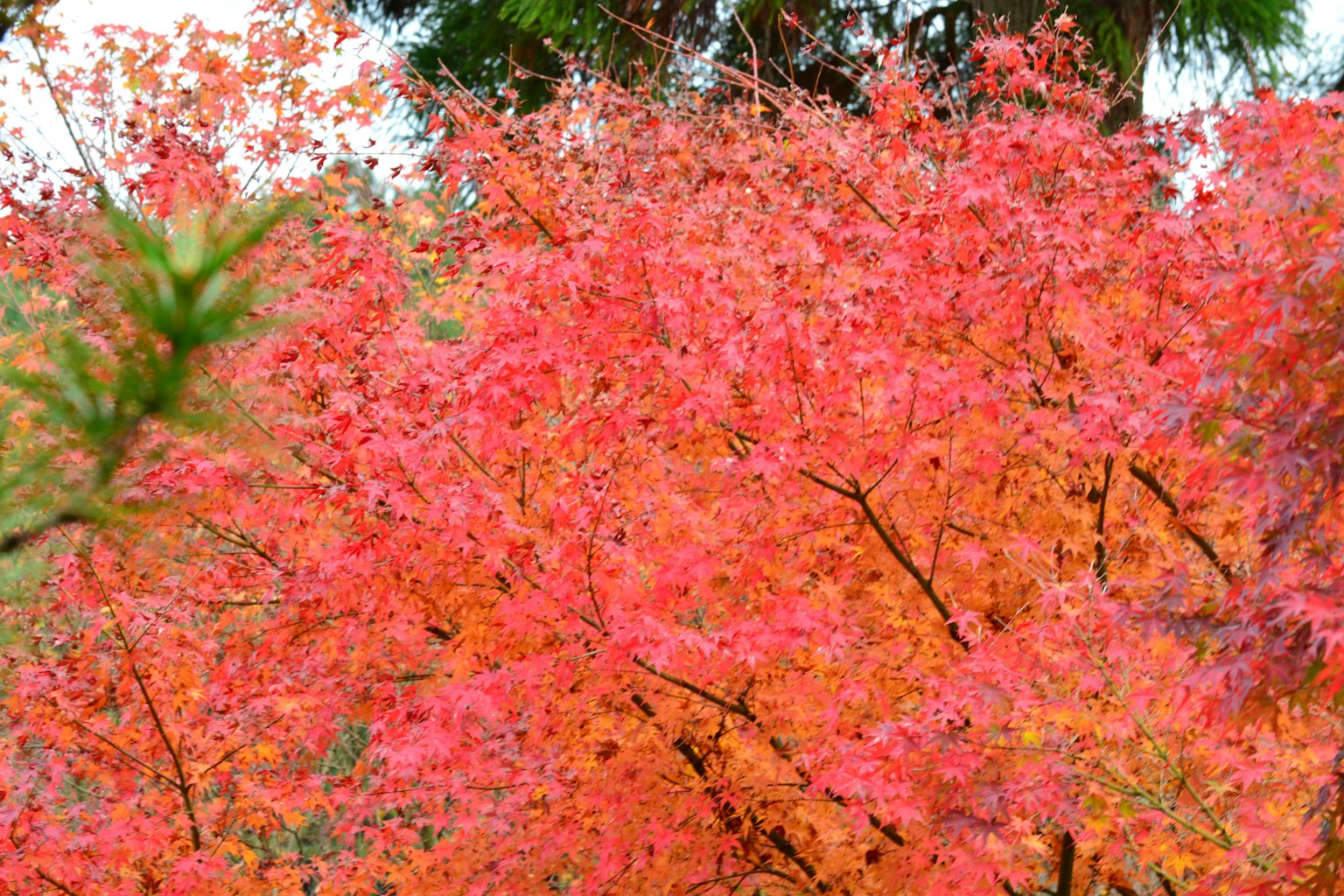Vibrant scene of autumn foliage with colorful leaves