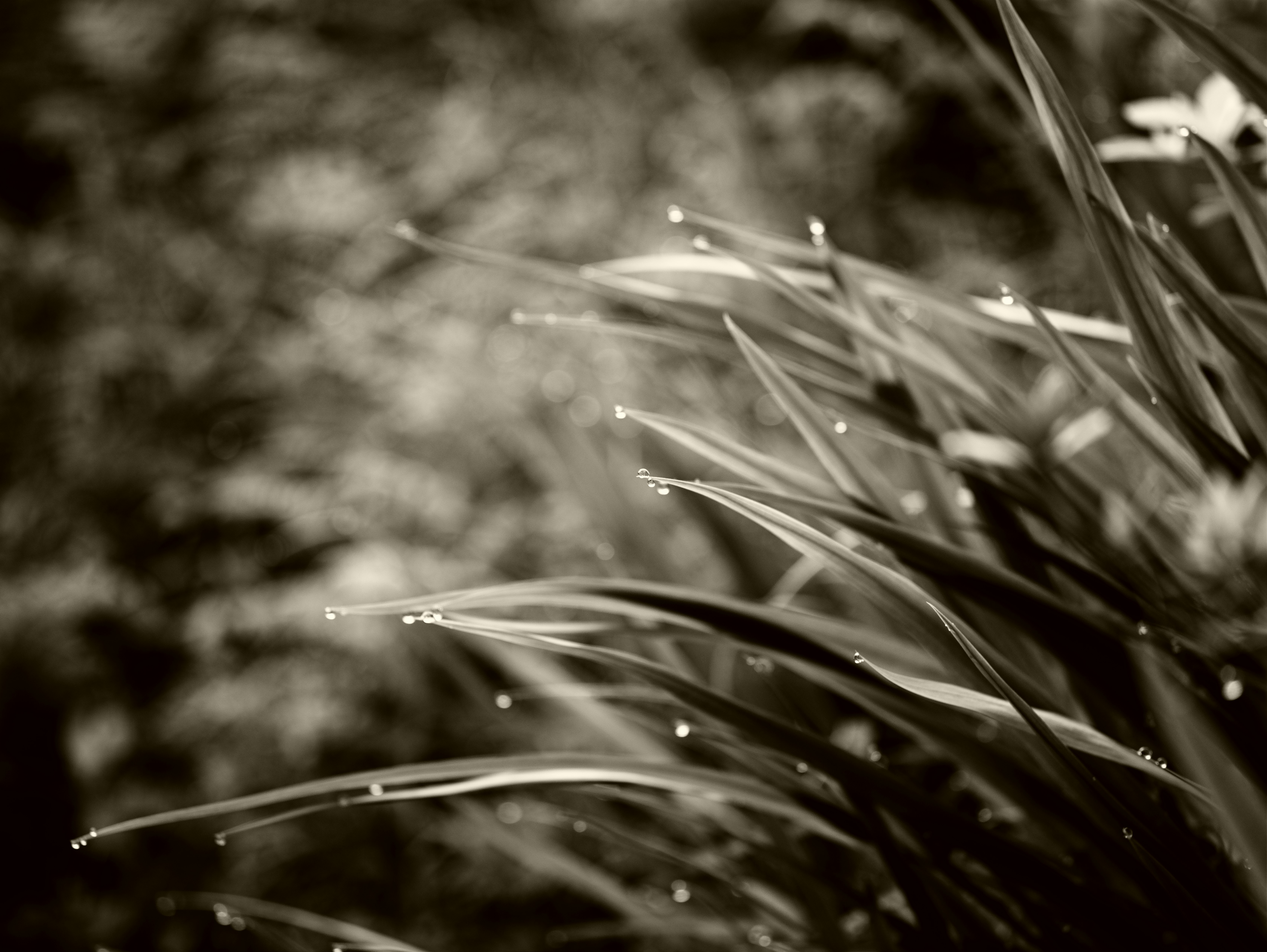 macro of dew on grass blades