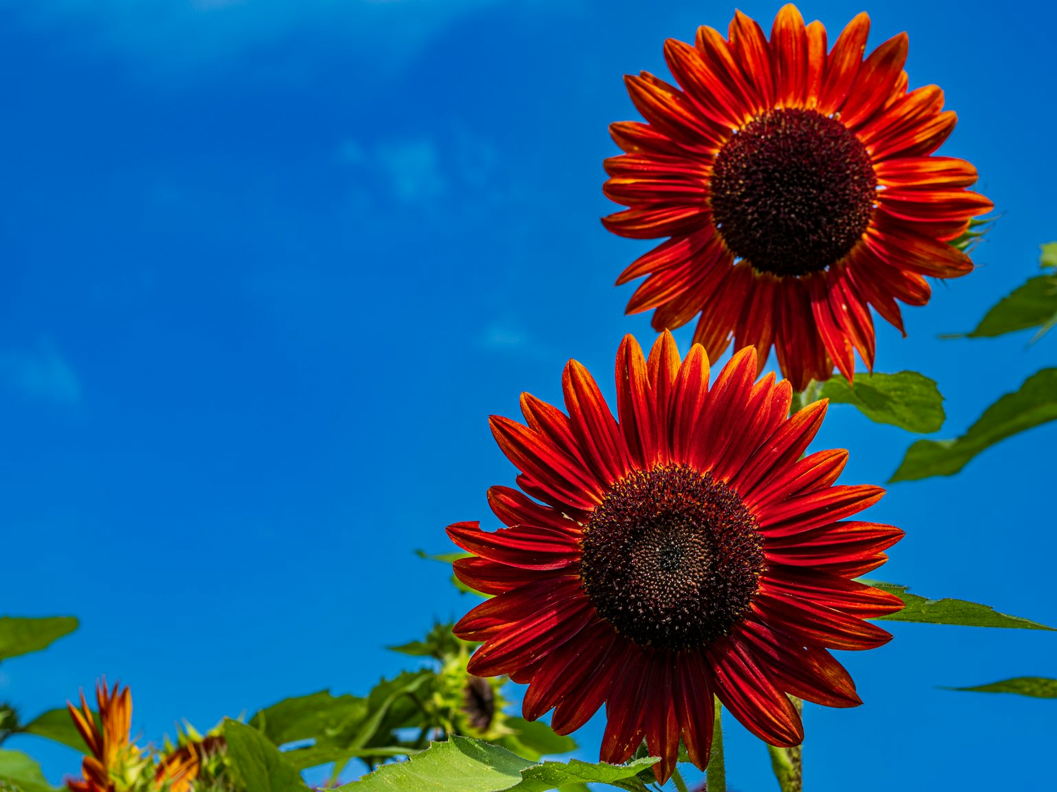 푸른 하늘 아래 활기찬 빨간 해바라기가 피어 있다