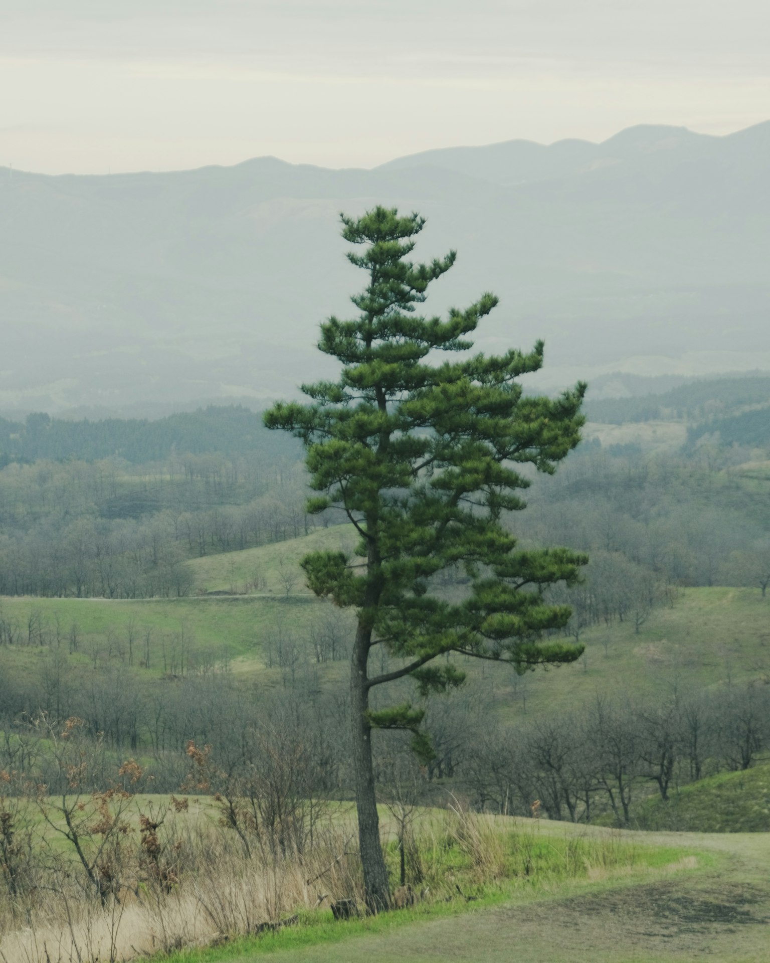 A green tree standing on a hill with rolling landscapes in the background