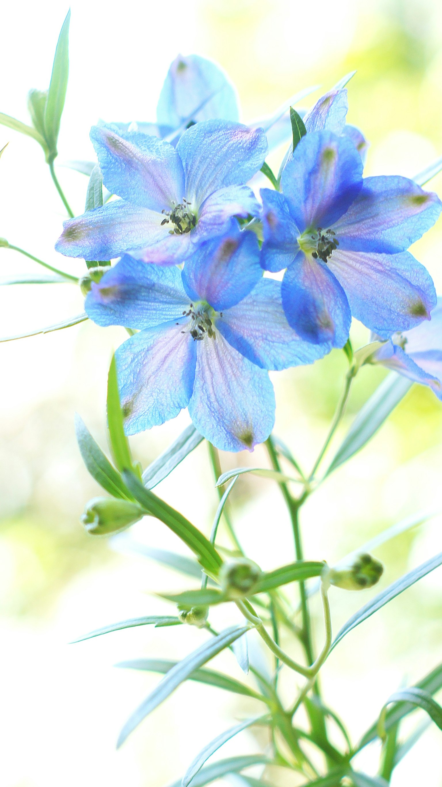 Acercamiento de una planta con flores azules en flor