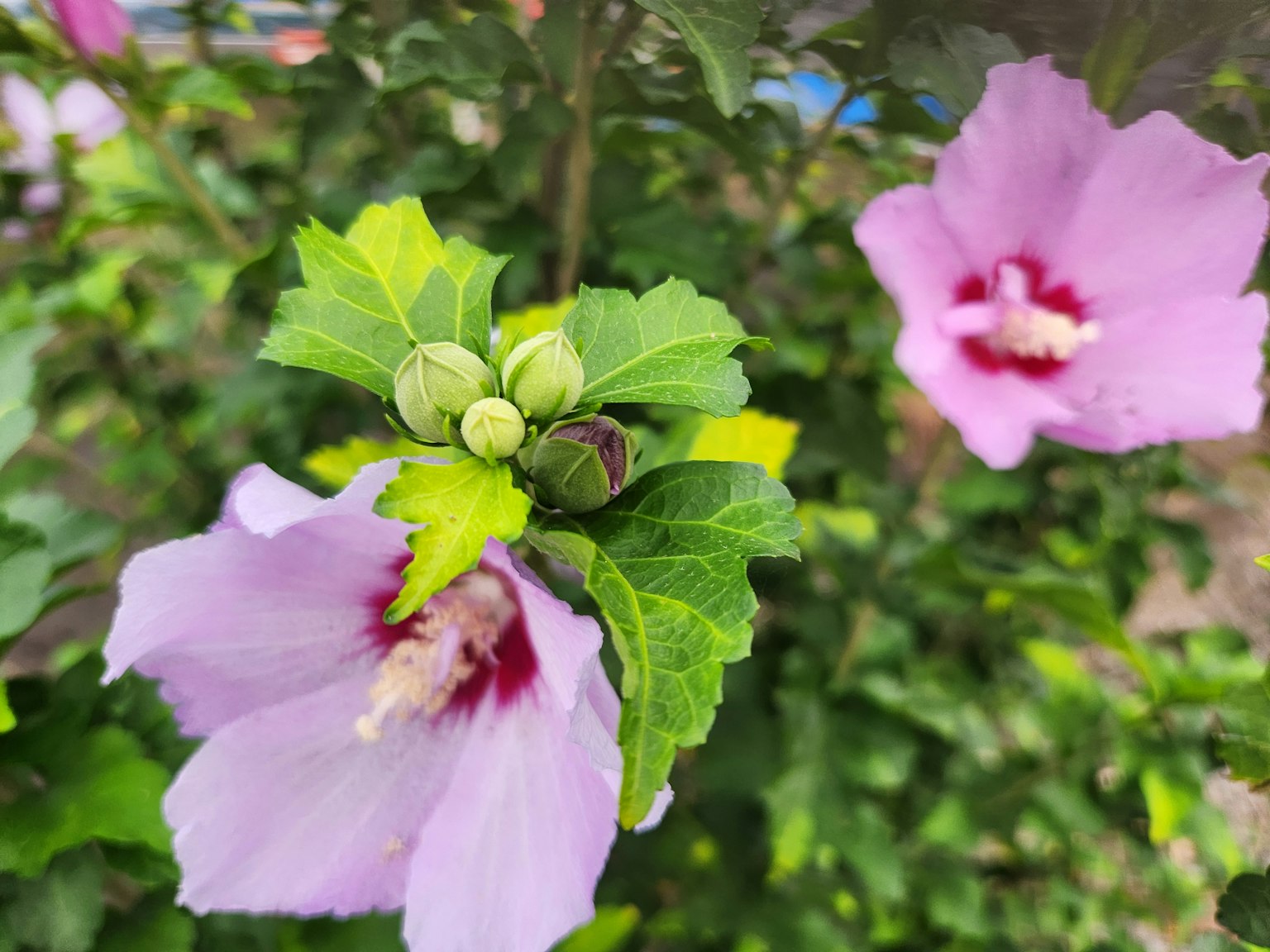 粉紅色木槿花與蕾 surrounded by 綠色葉子