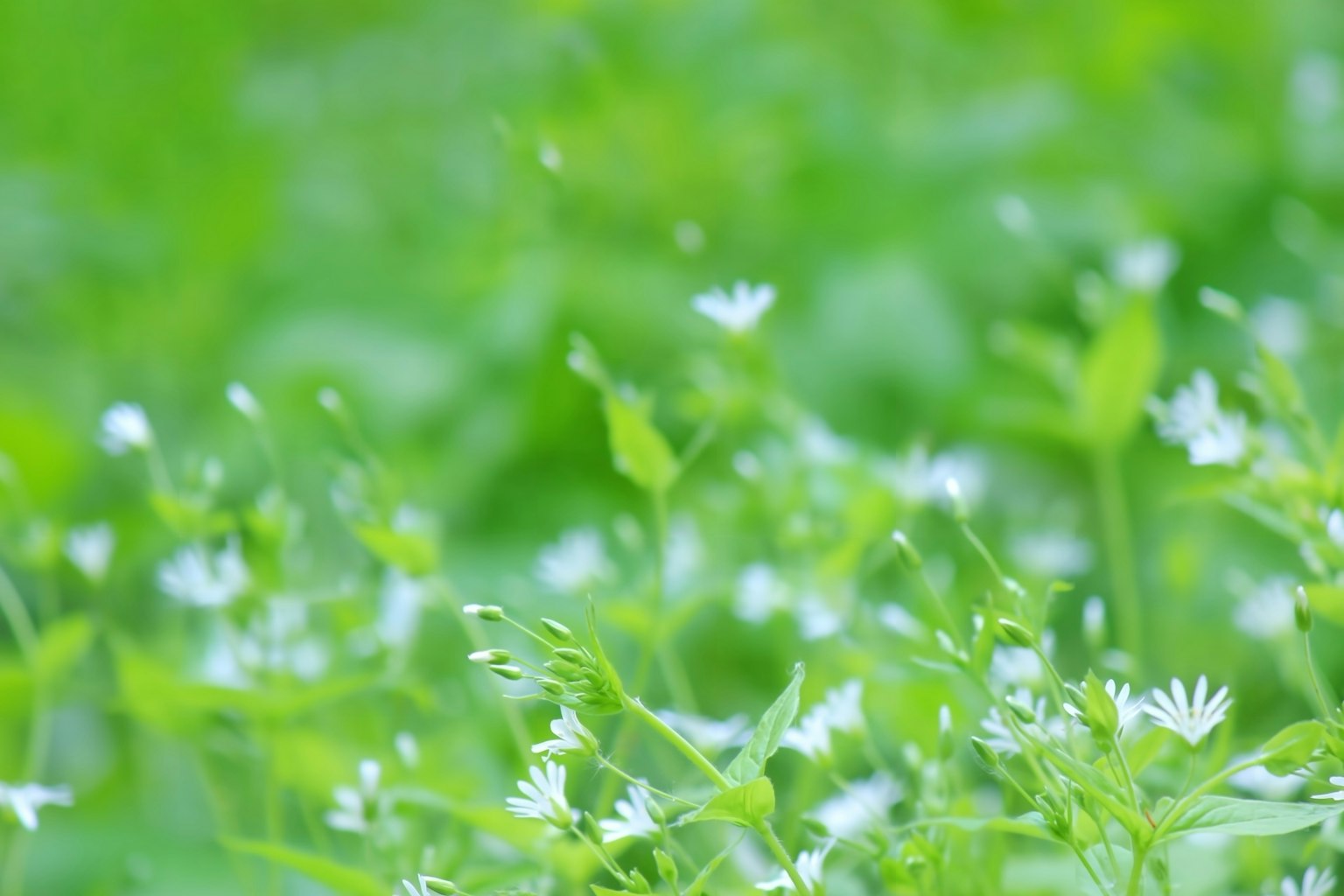 Ein Feld mit kleinen weißen Blumen vor grünem Hintergrund