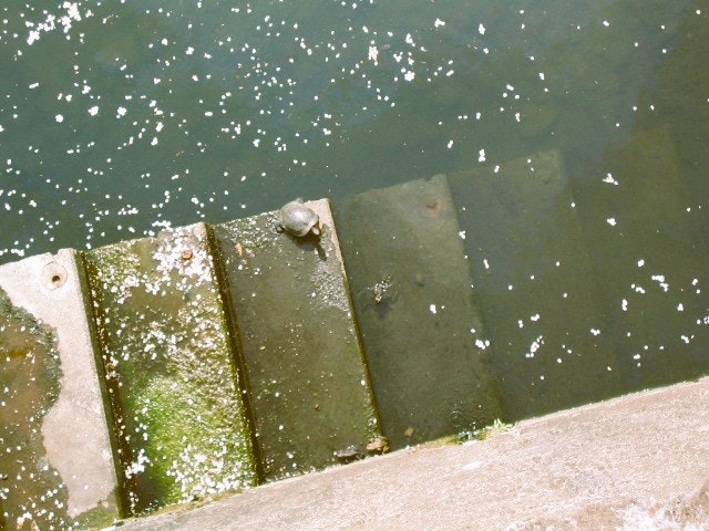 Cherry blossoms petals floating on Meguro River water