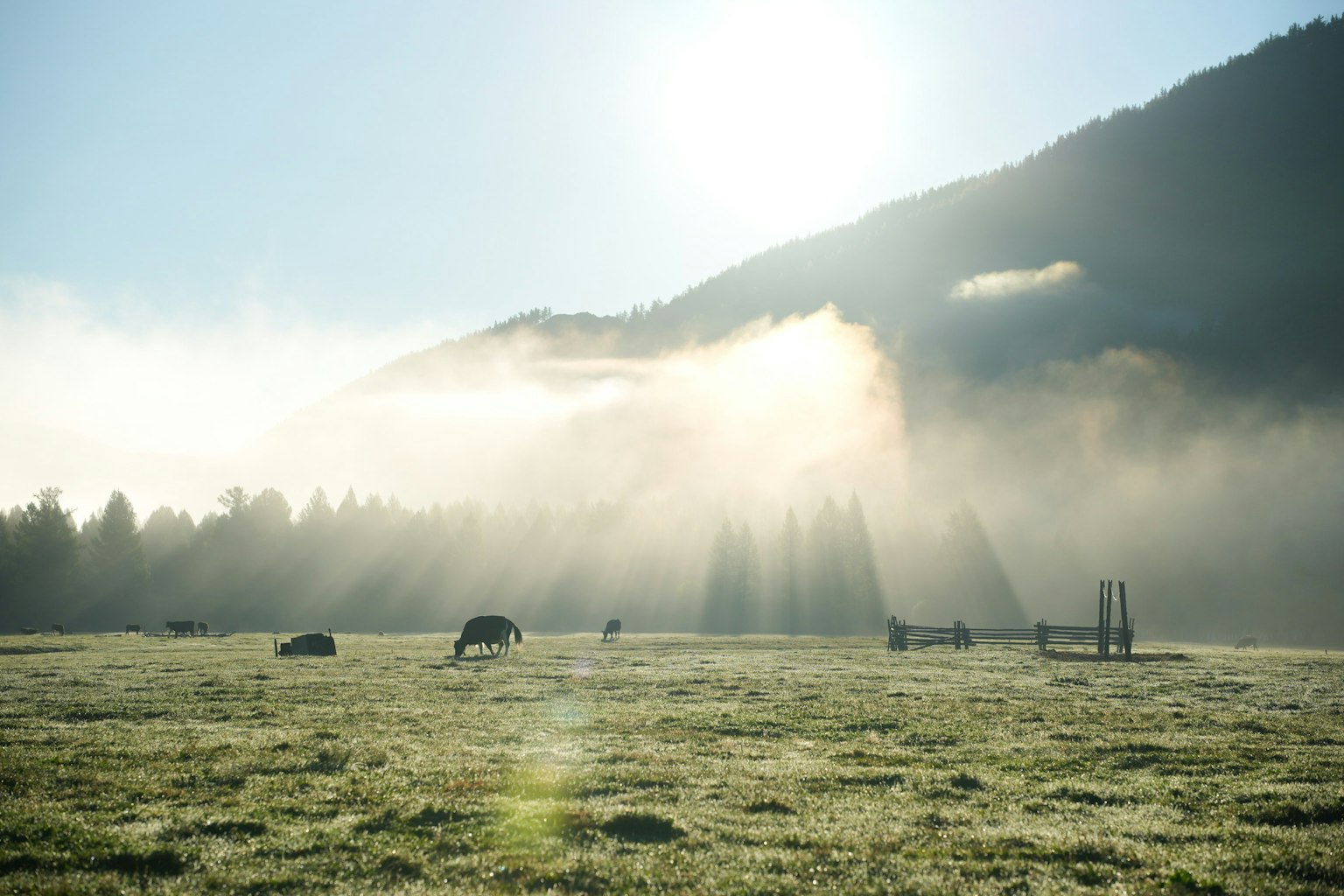 Un paysage magnifique avec la lumière du soleil perçant à travers des montagnes brumeuses des vaches paissant dans un champ herbeux