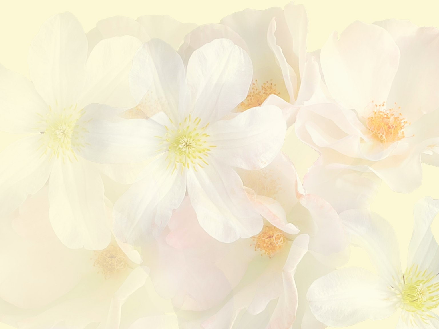 Image douce de fleurs blanches se chevauchant sur un fond jaune pâle