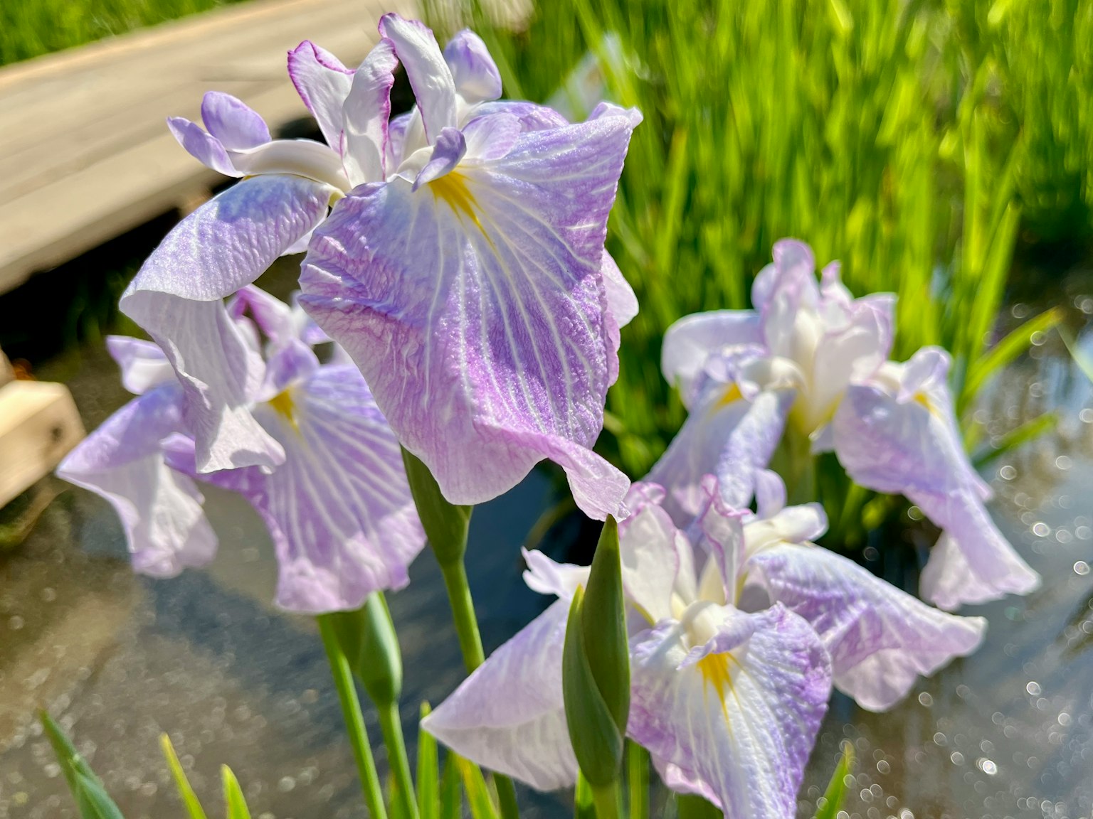 Flores moradas delicadas floreciendo en la orilla del agua