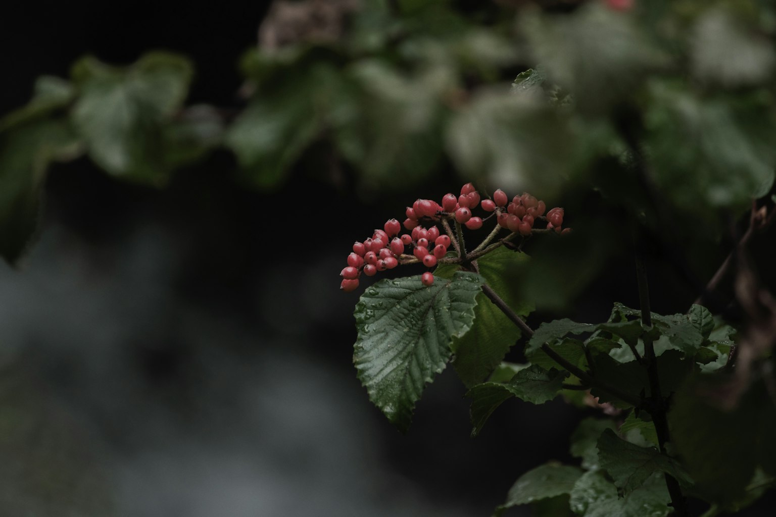 Close-up of a branch with red berries and green leaves