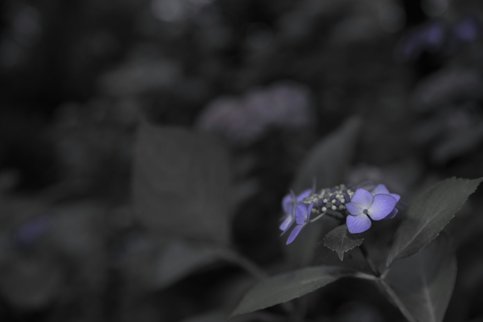 紫色花朵在黑暗背景下綻放