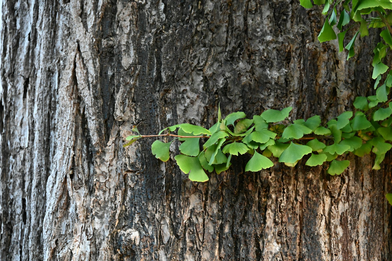 Vínculo verde con hojas en un tronco de árbol