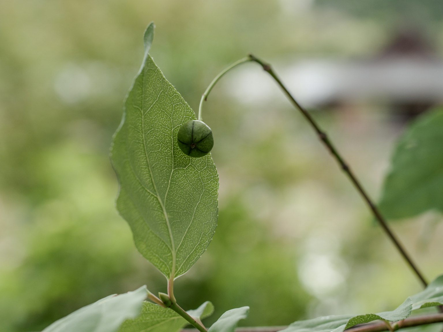 Nahaufnahme einer Pflanze mit einer kleinen grünen Frucht auf einem grünen Blatt