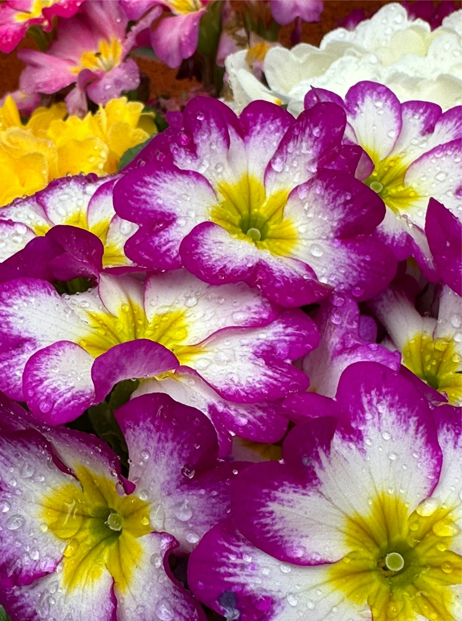 生動的花束，主要由紫色和白色花朵組成，中間有黃色的花心