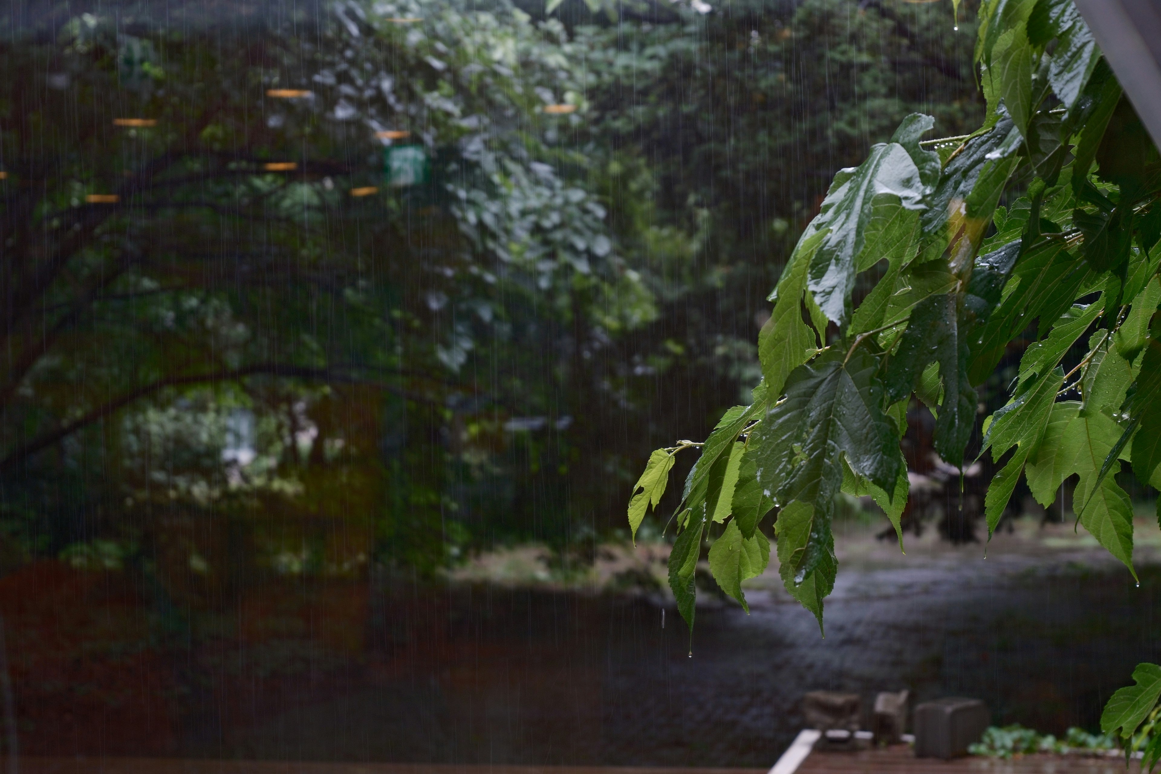 北海道大学学生在雨中学习
