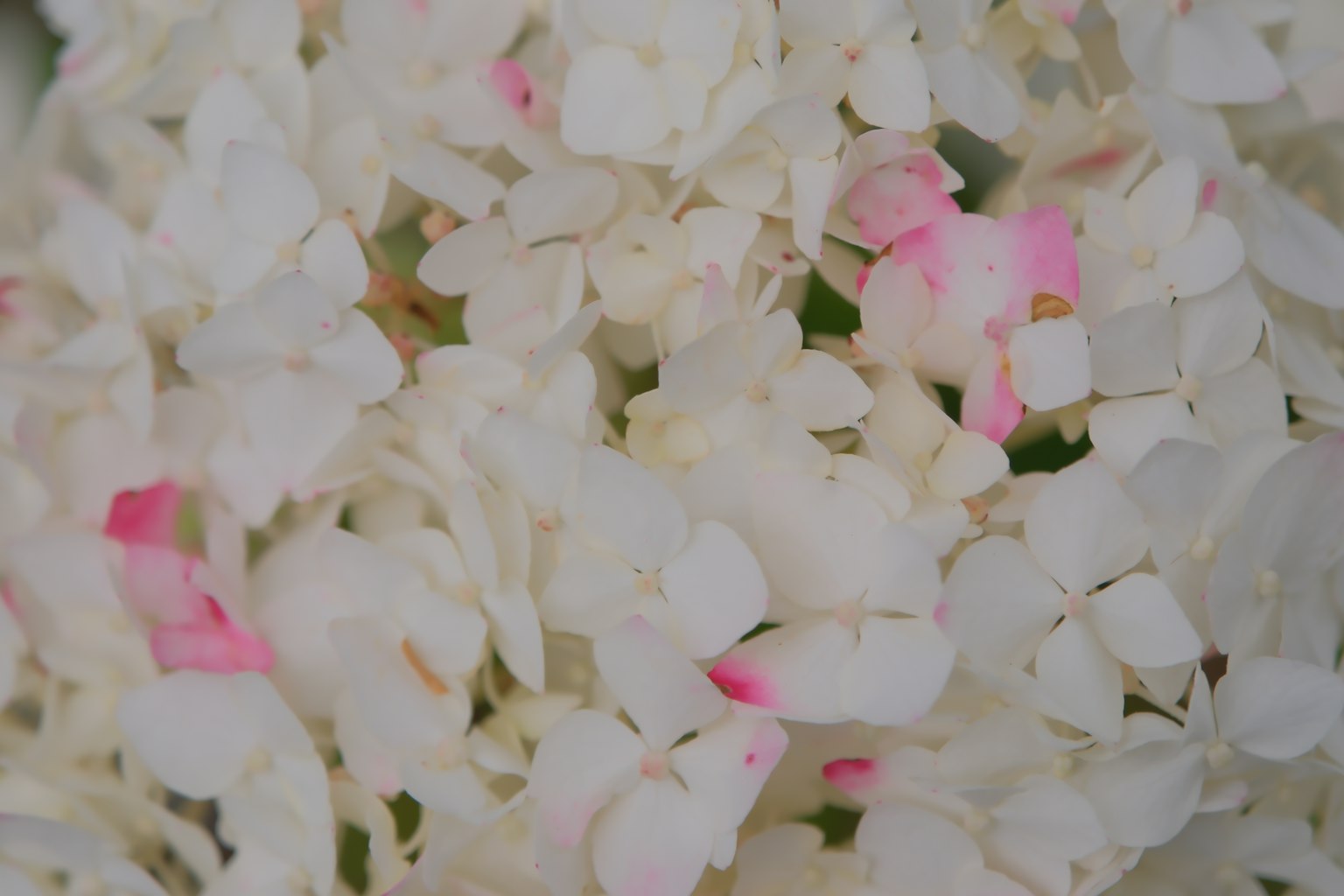 Nahaufnahme schöner Hortensienblüten mit weißen und rosa Blütenblättern