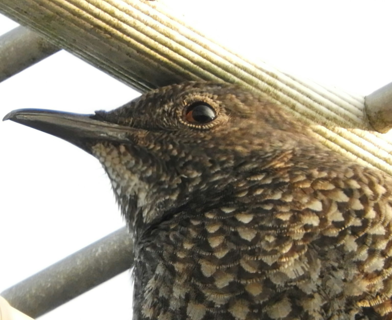 鳥のクローズアップ画像 鳥の羽毛は茶色と黒の模様があり 目は大きくて特徴的
