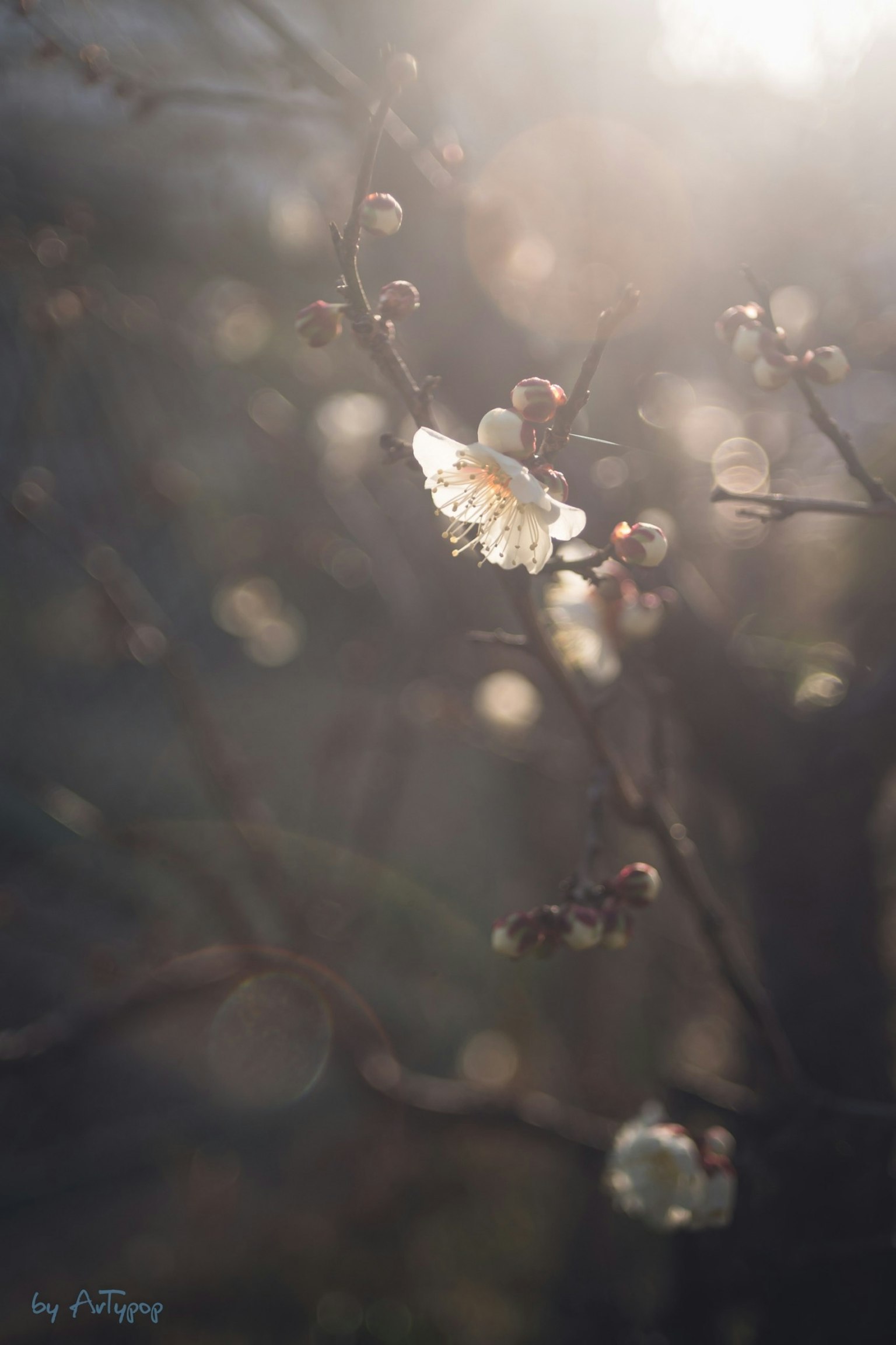 模糊背景中的樱花和花蕾特写