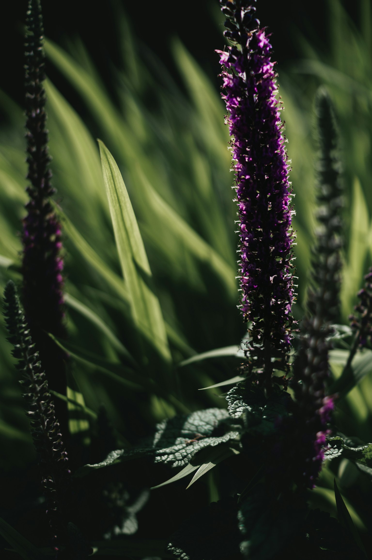 ภาพใกล้ของพืชที่มีดอกสีม่วงบนพื้นหลังสีเขียว