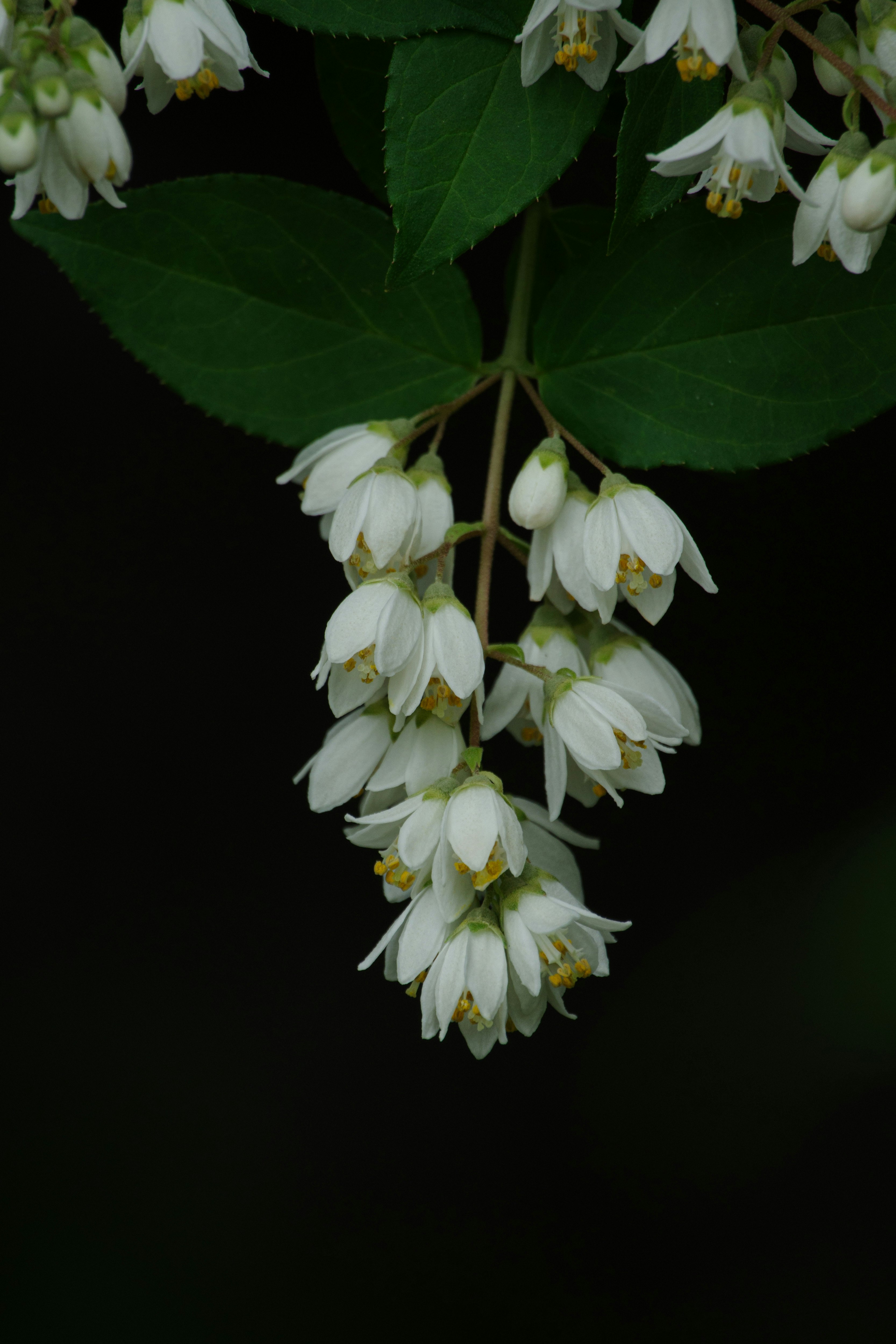 白い花（ウツギ／空木）の垂れ下がる花房