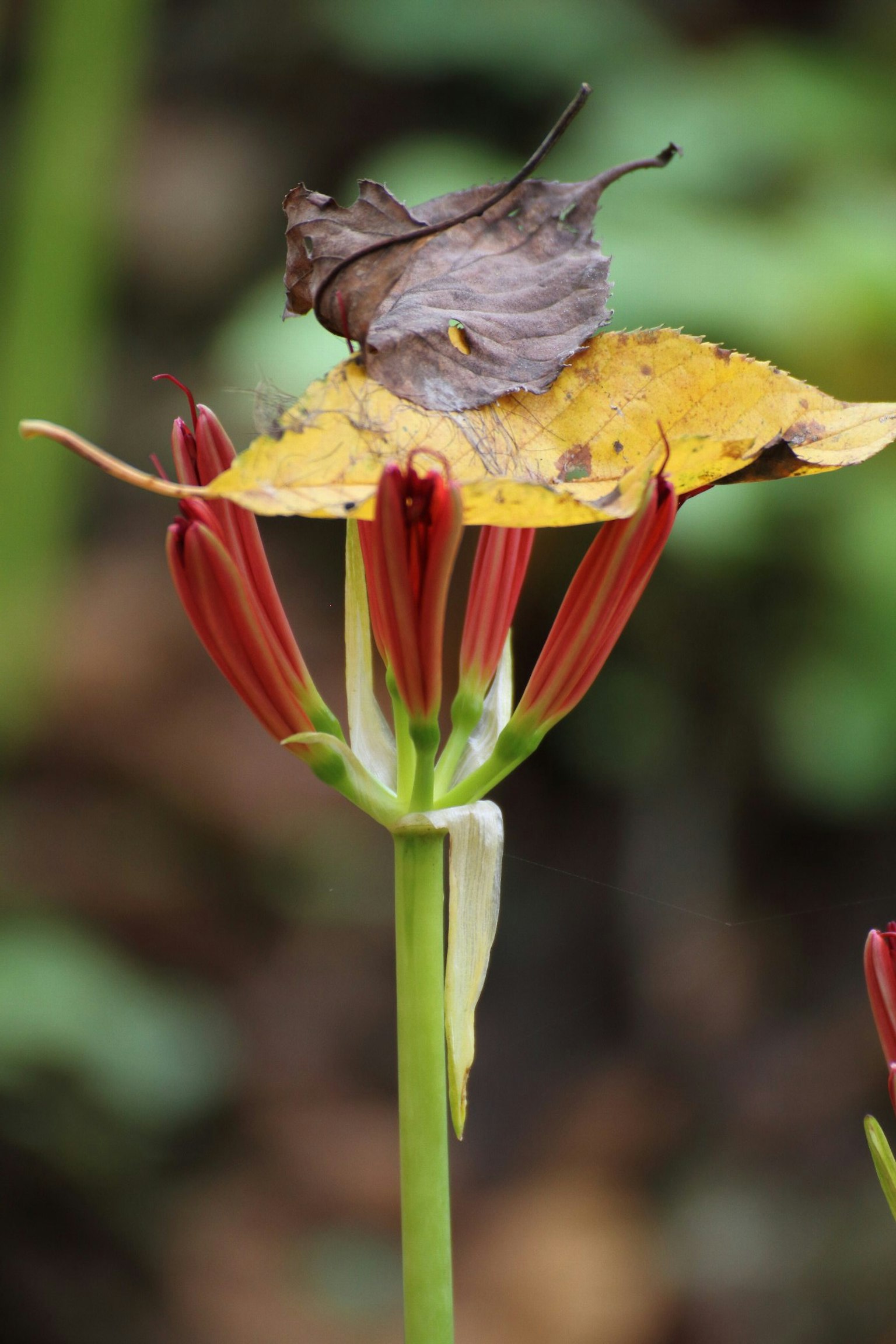 Una flor roja con una hoja amarilla y una mariposa marrón encima