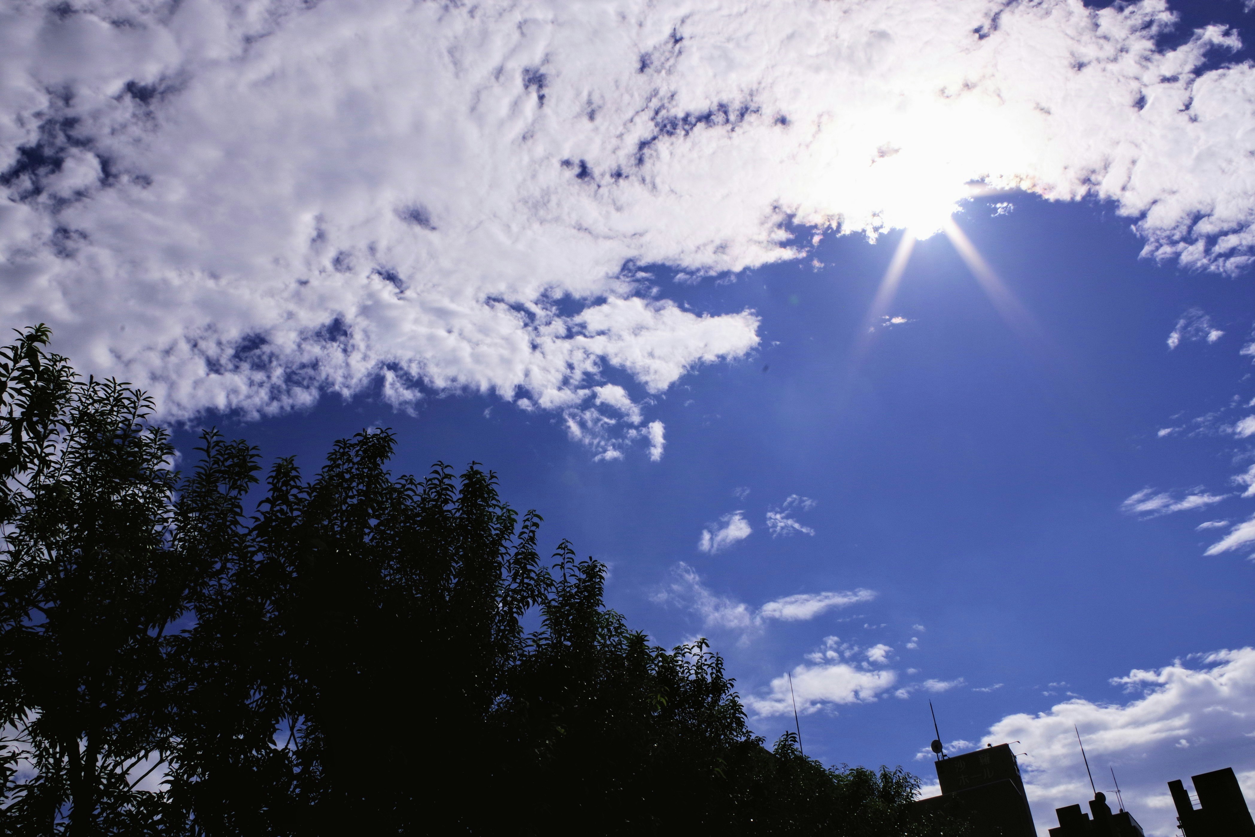Autumn clear sky with clouds and tree silhouettes