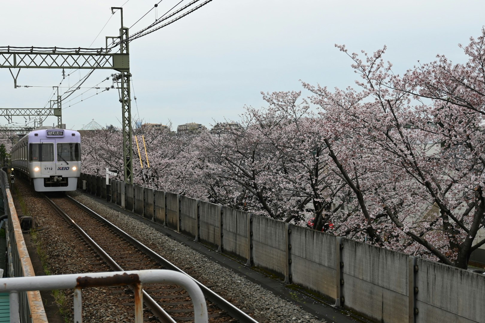 櫻花沿著鐵路盛開，列車駛過的風景