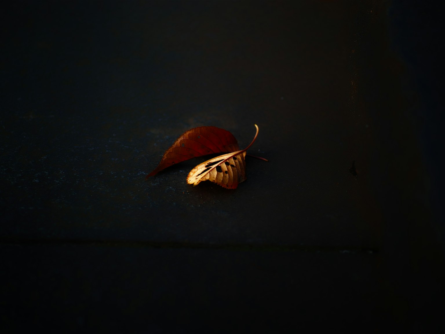 深色背景上的金色和紅褐色葉子