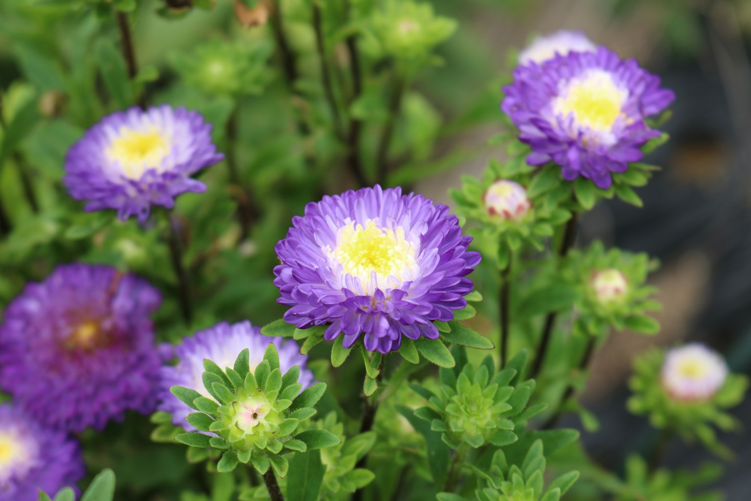 Primo piano di fiori viola e bianchi in fiore