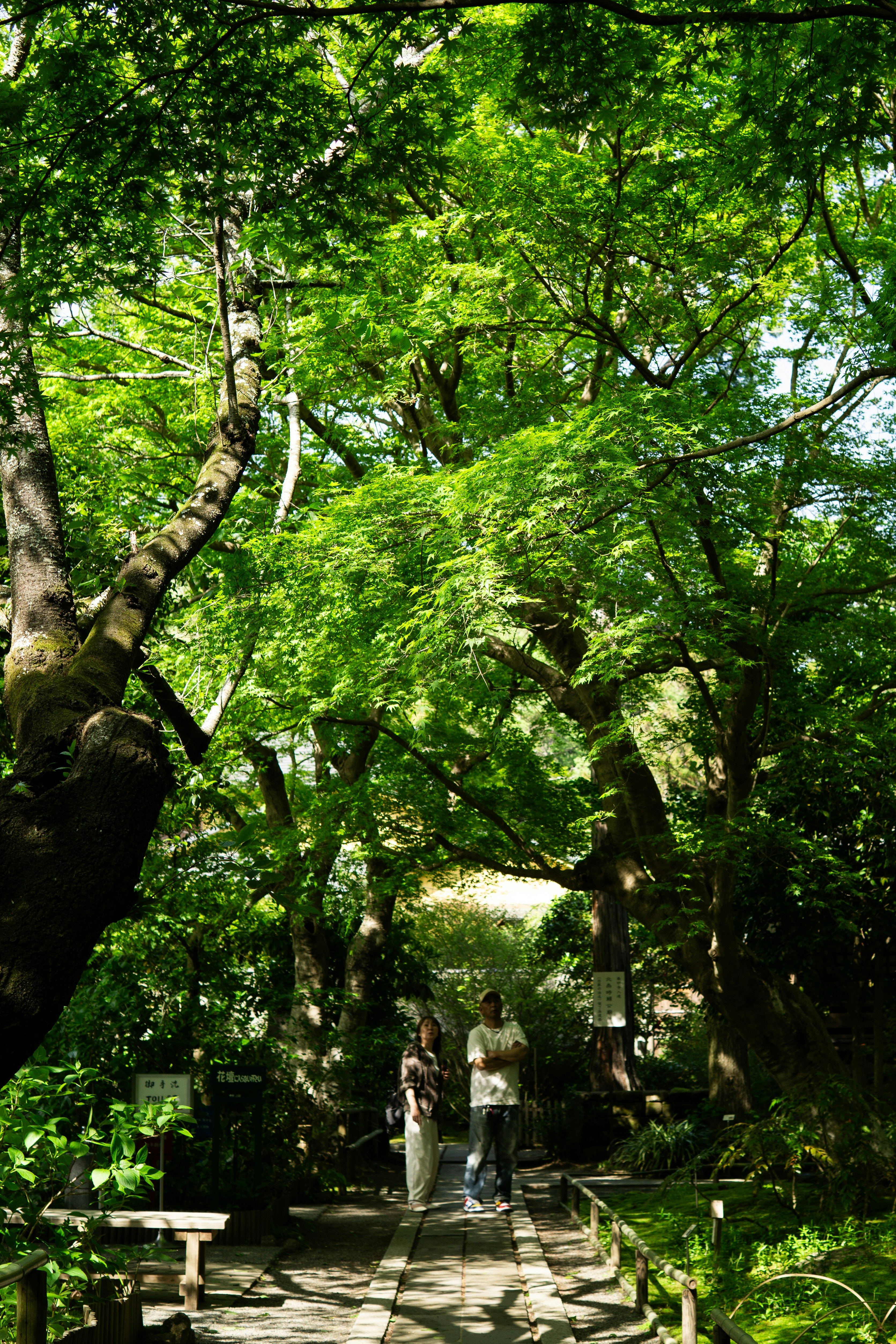 木々に囲まれた小道を歩く人々のある緑豊かな公園