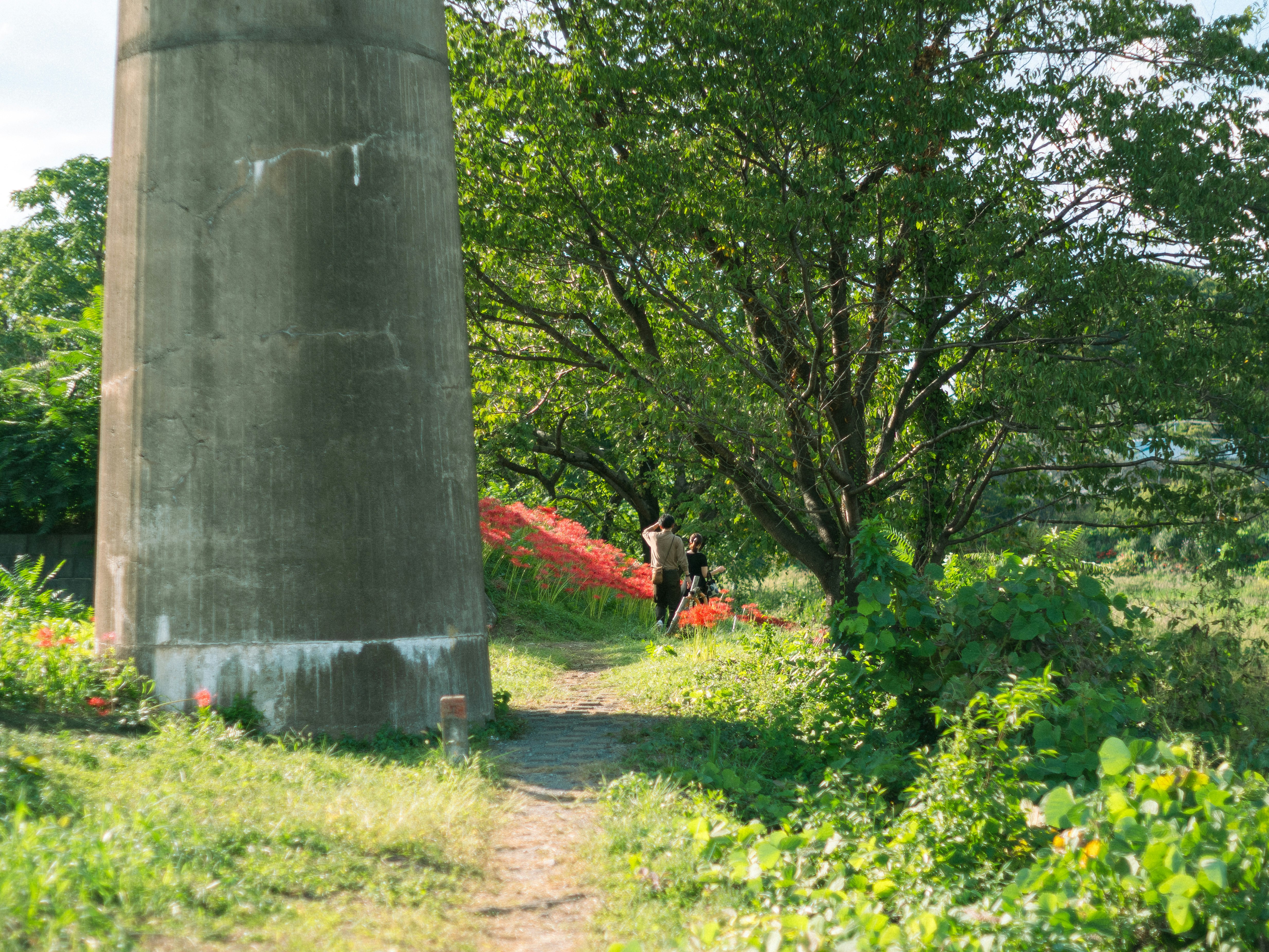 Piliers en béton entourés de verdure avec des arbres et un chemin