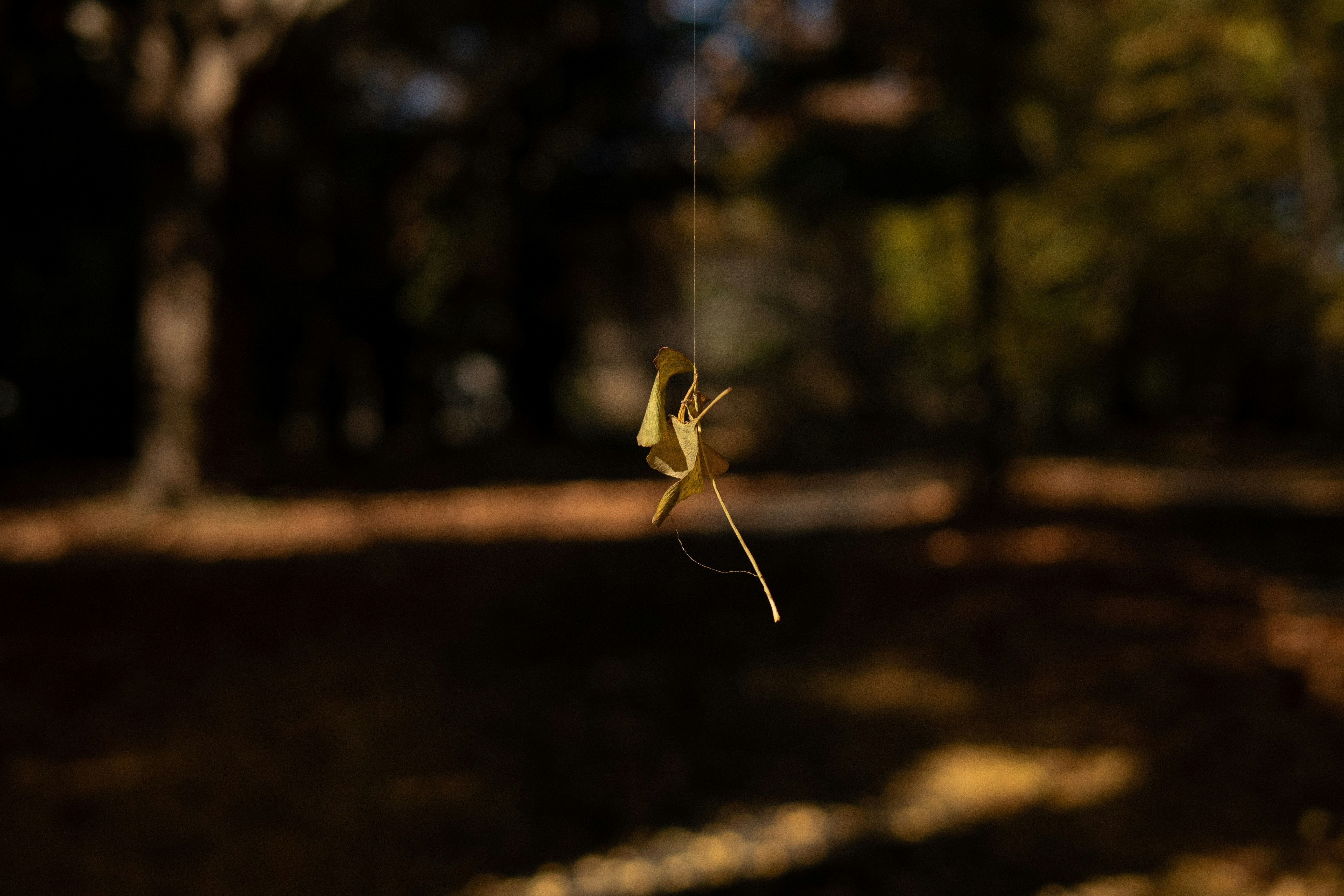 golden autumn leaves drifting along a forest path