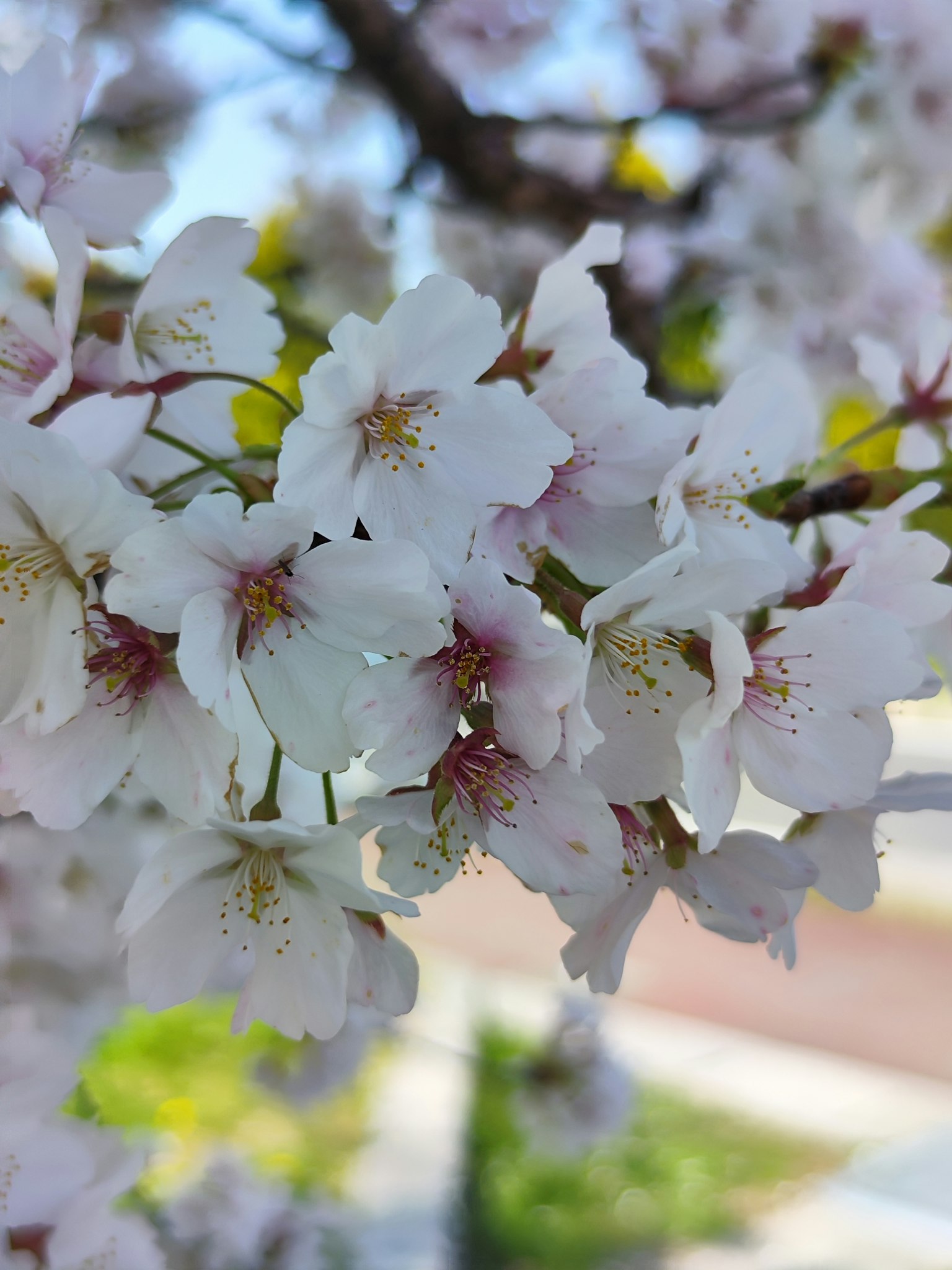 樱花特写，白色和浅粉色花瓣
