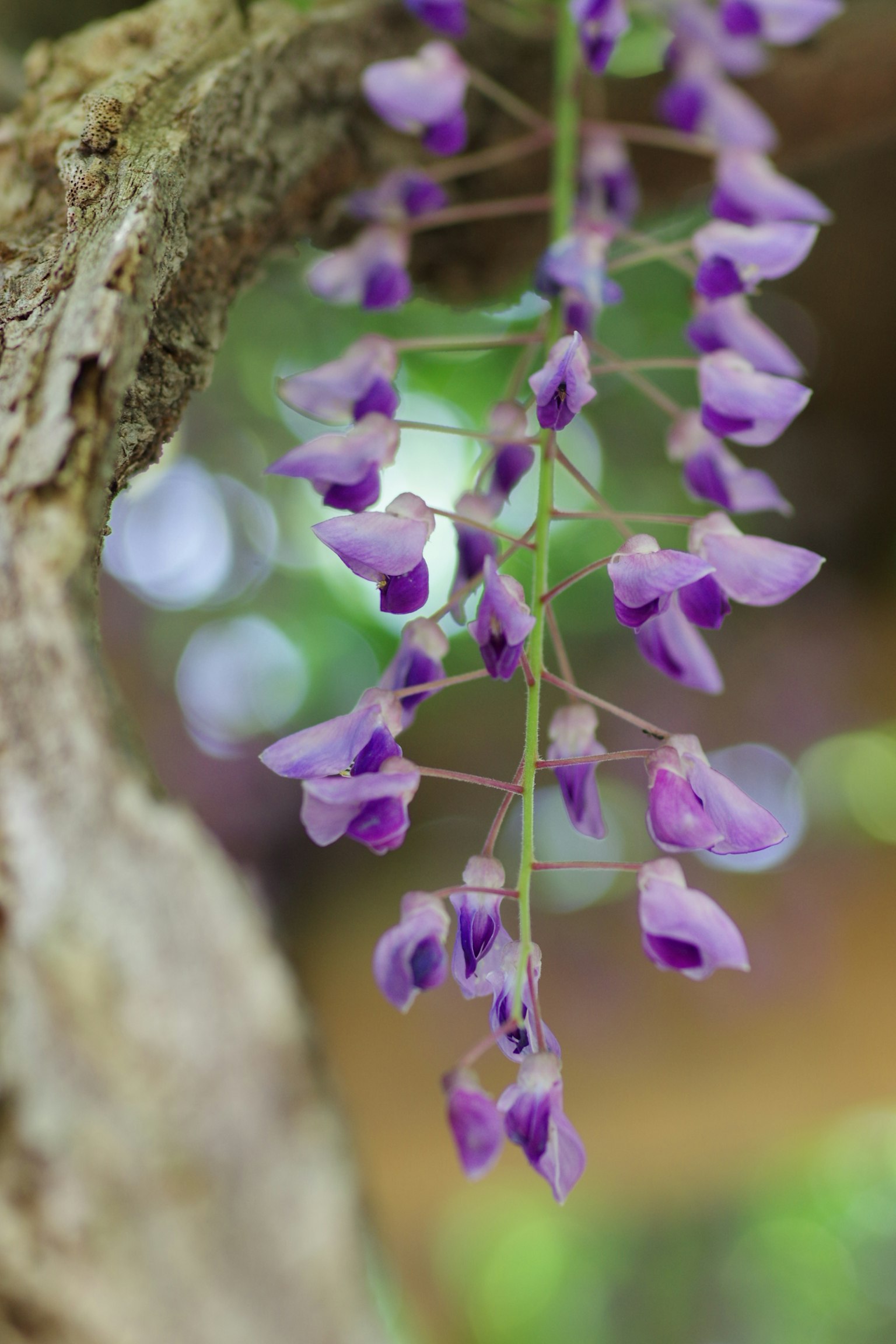 Primo piano di fiori di glicine viola che pendono
