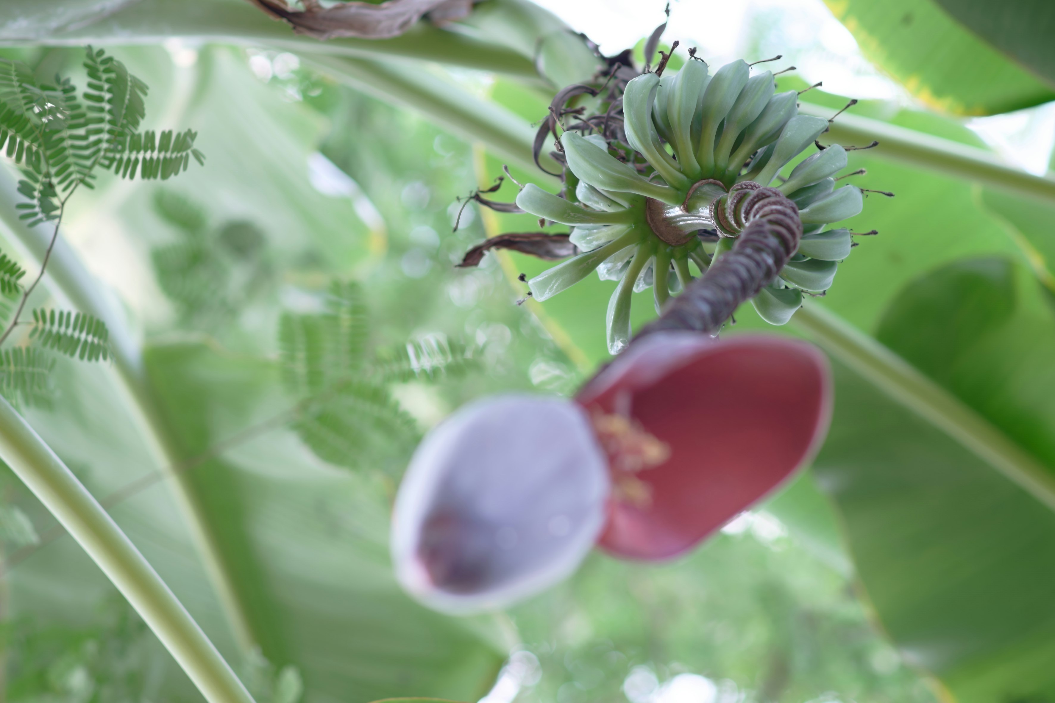 食用バナナの花と葉の重なりを球暈けで捉えた温室内のマクロ画像