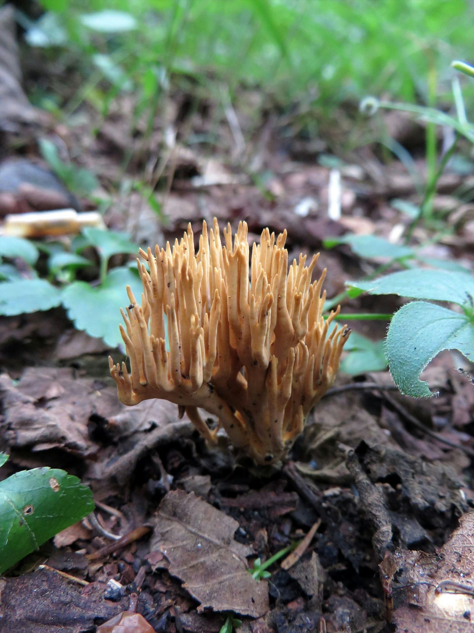 地面に生えている茶色のキノコの一種で、細長い触手のような形状を持つ