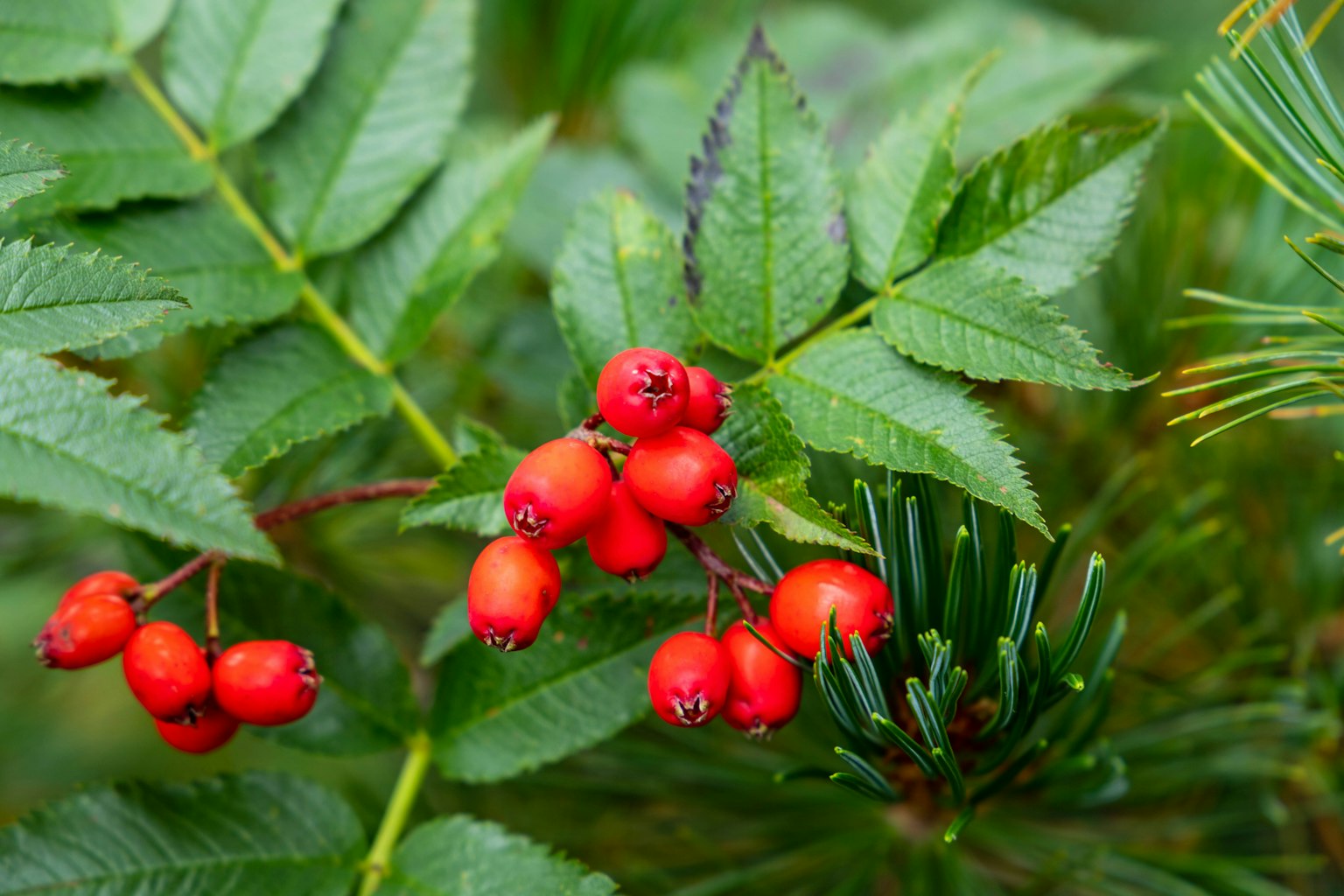 Primo piano di una pianta con bacche rosse e foglie verdi