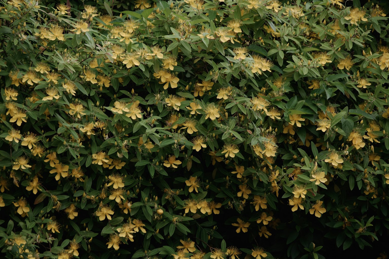 Dense green shrub covered with yellow flowers