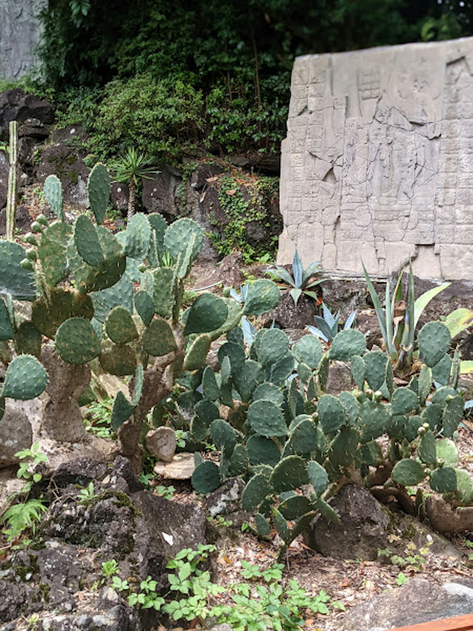 景觀，綠色仙人掌和古代石雕