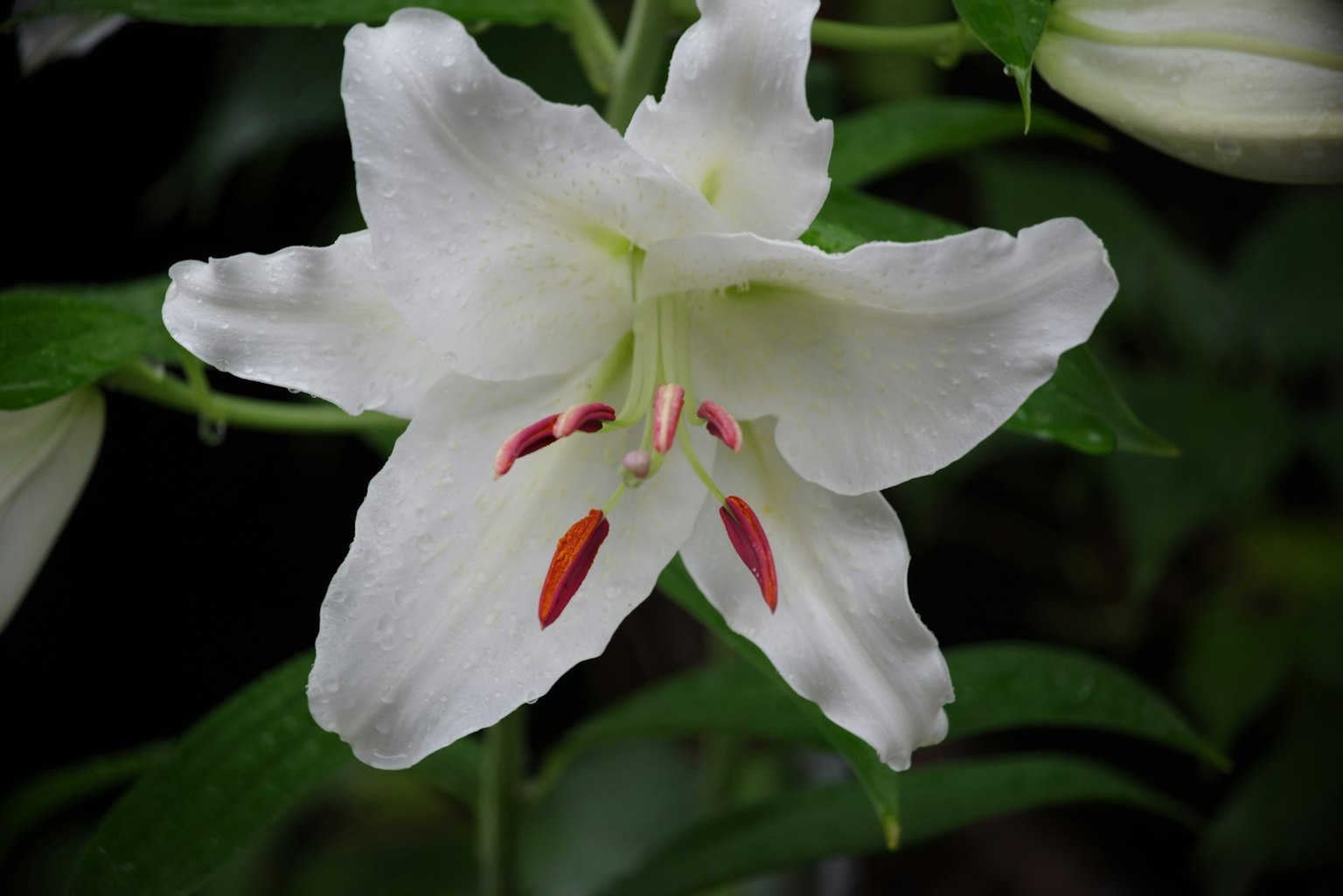 Flor de lirio blanco rodeada de hojas verdes