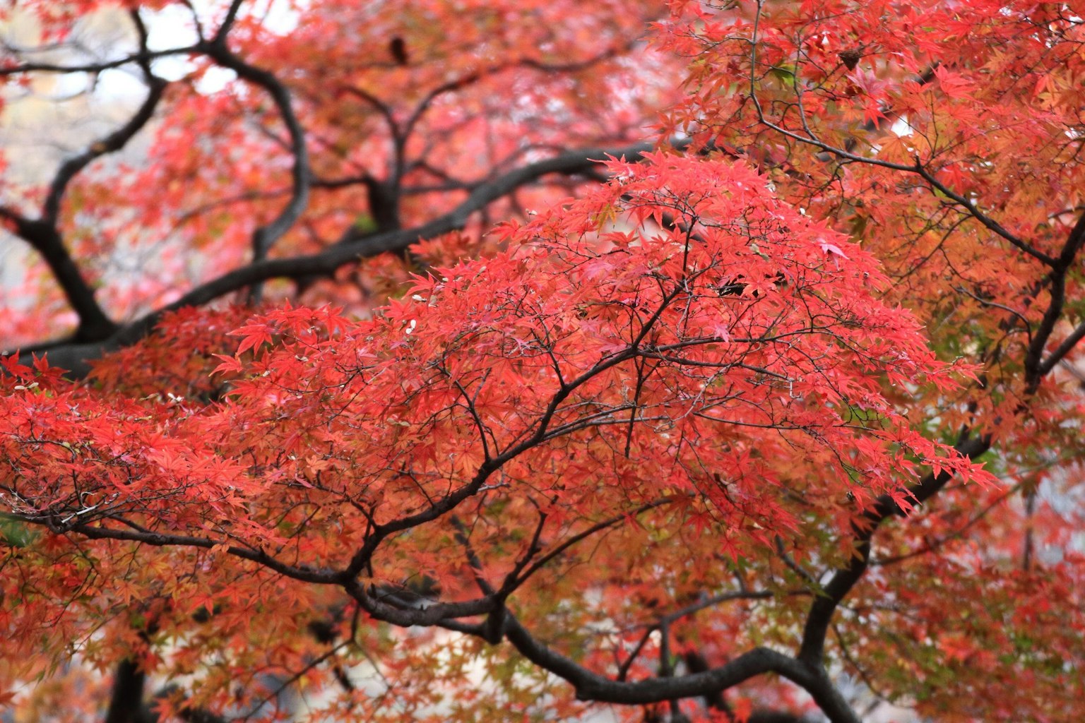 Close-up of tree branches with vibrant red leaves