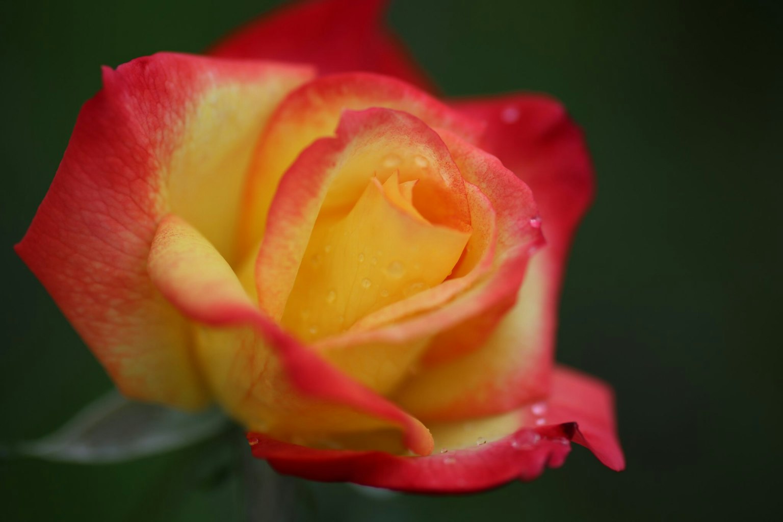 Una rosa in fiore con petali rossi e gialli