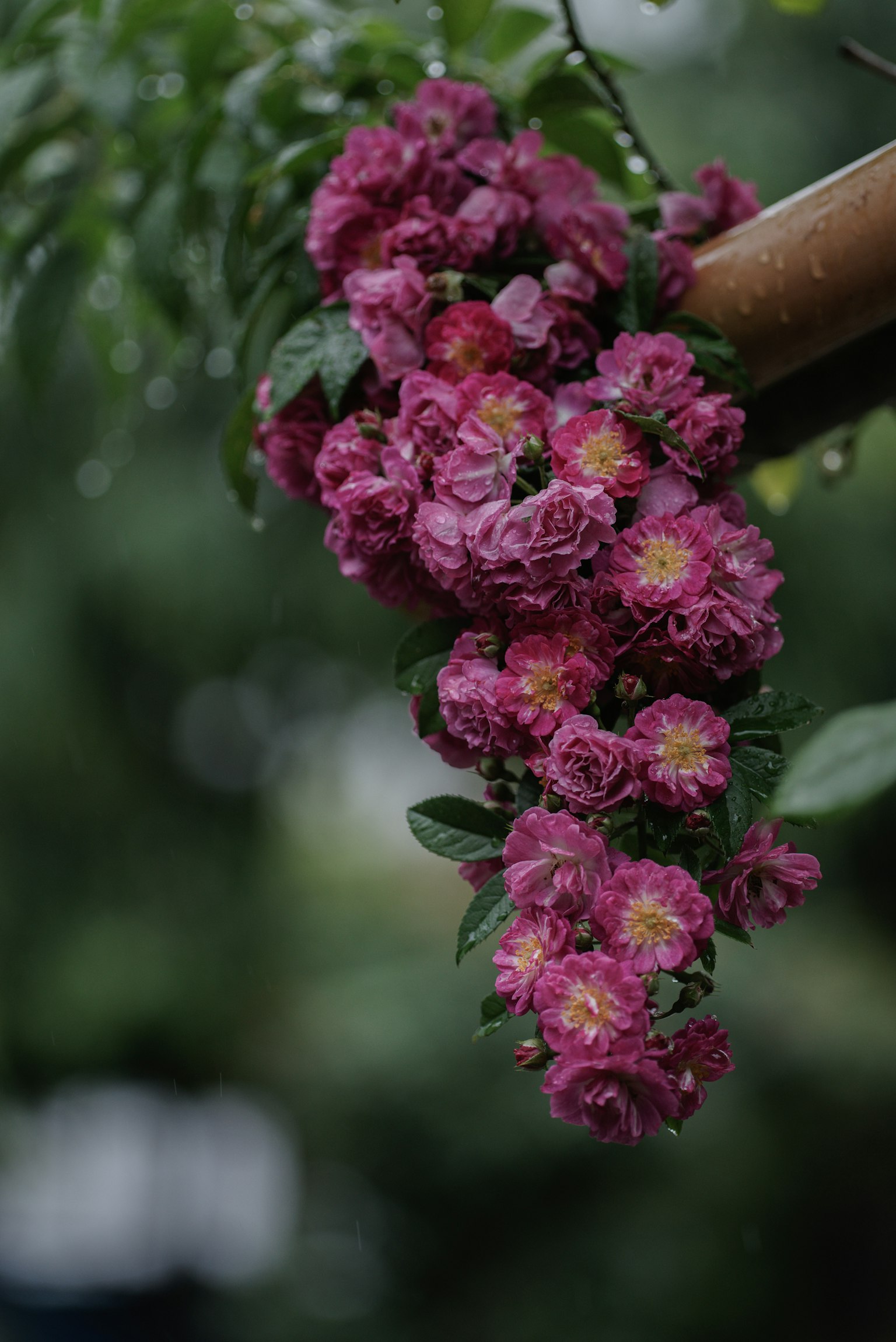 กลุ่มดอกกุหลาบสีชมพูสดใสกับใบเขียว