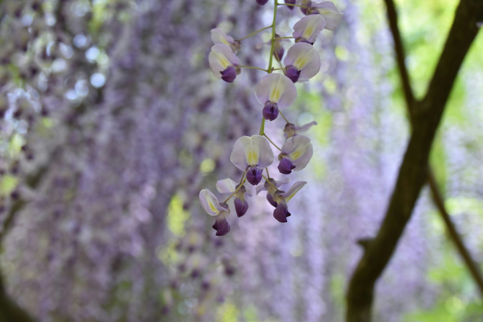Primo piano di fiori di glicine con tonalità viola che pendono delicatamente