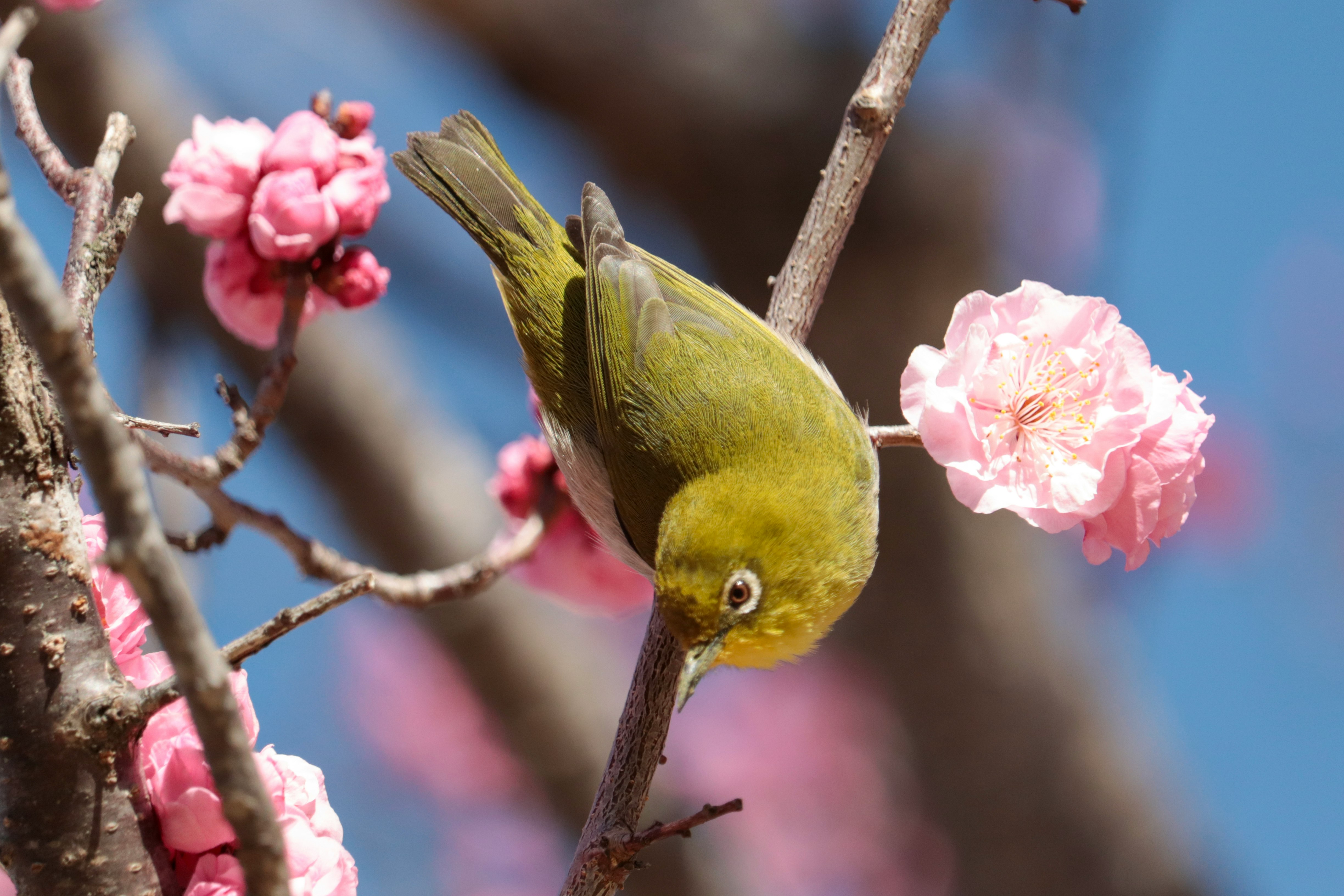 梅の花の枝にとまるメジロ