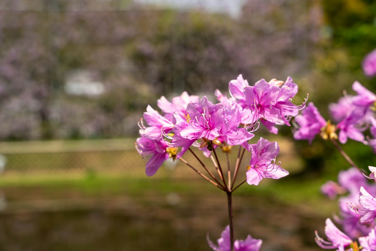 Bellissimi fiori rosa che sbocciano in un paesaggio sereno