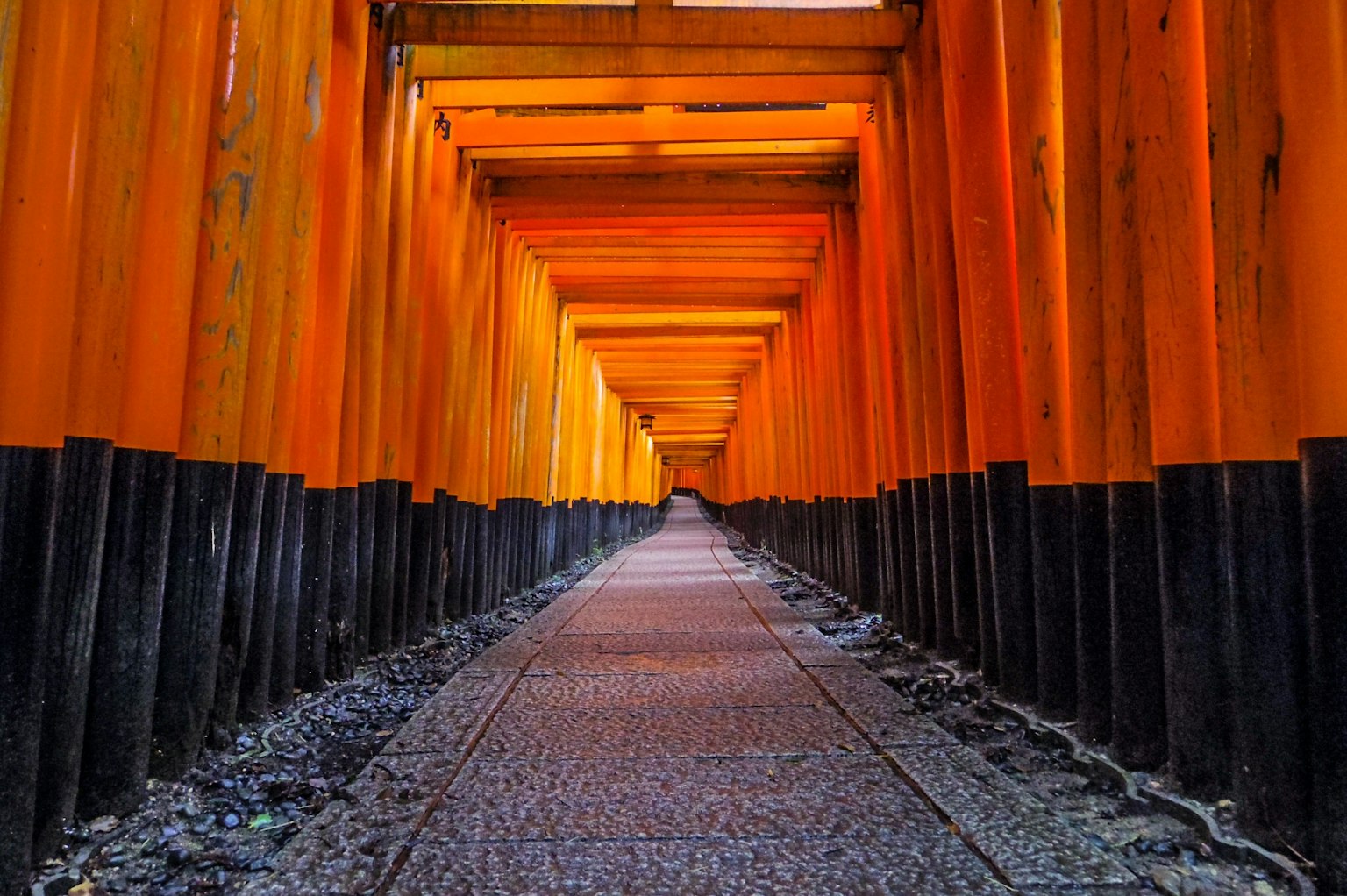 Sentiero fiancheggiato da vivaci porte torii arancioni