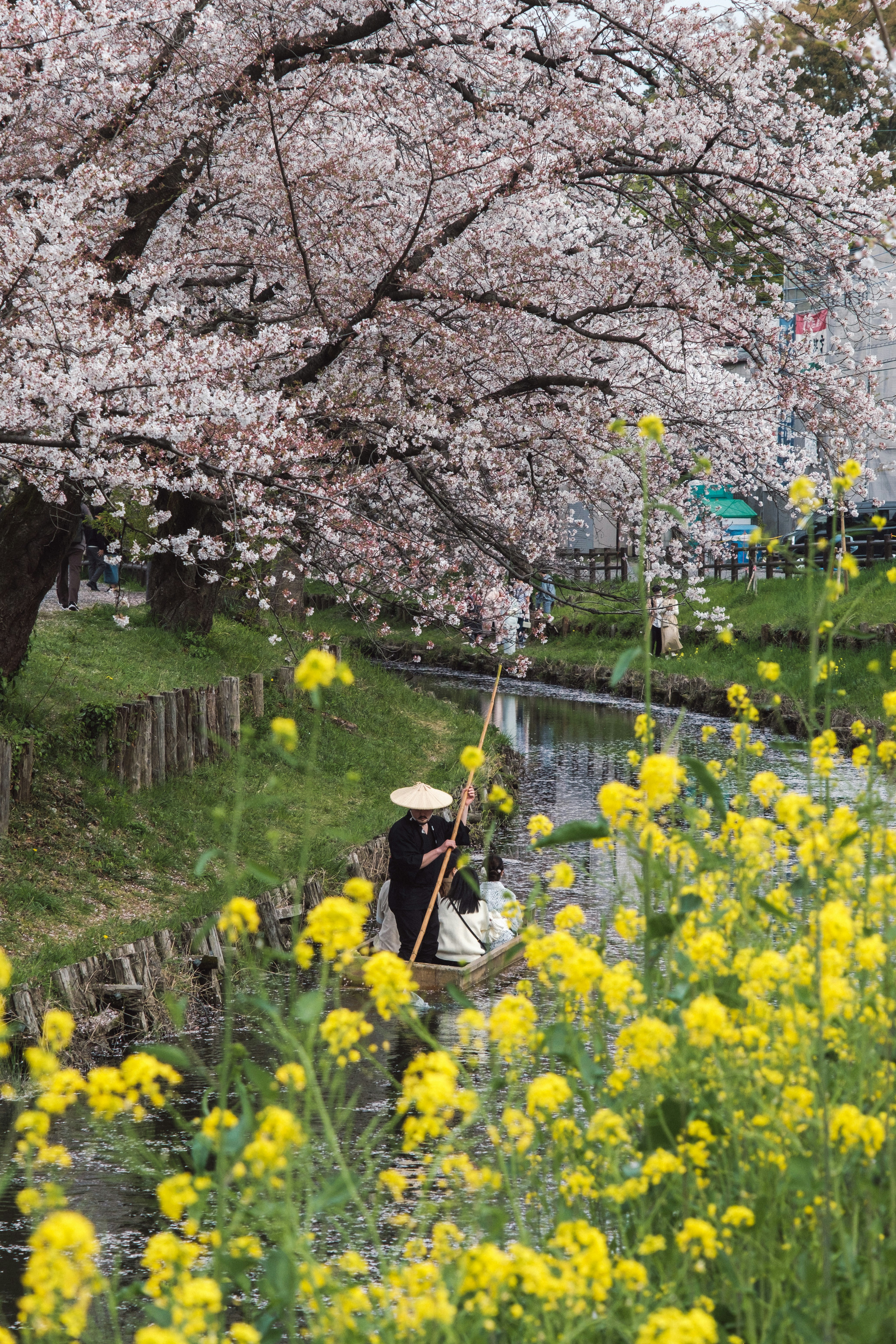 桜並木と菜の花が咲く小道の風景