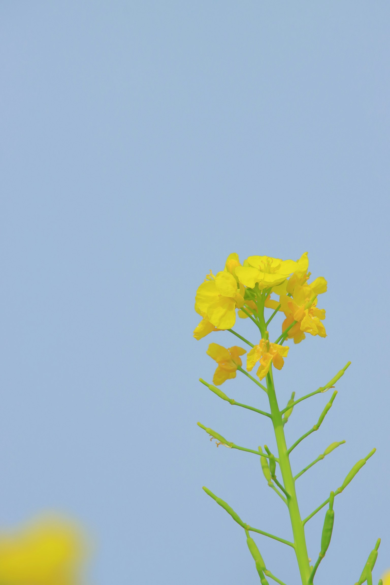 ก้านดอกไม้สีเหลืองกับท้องฟ้าสีฟ้า